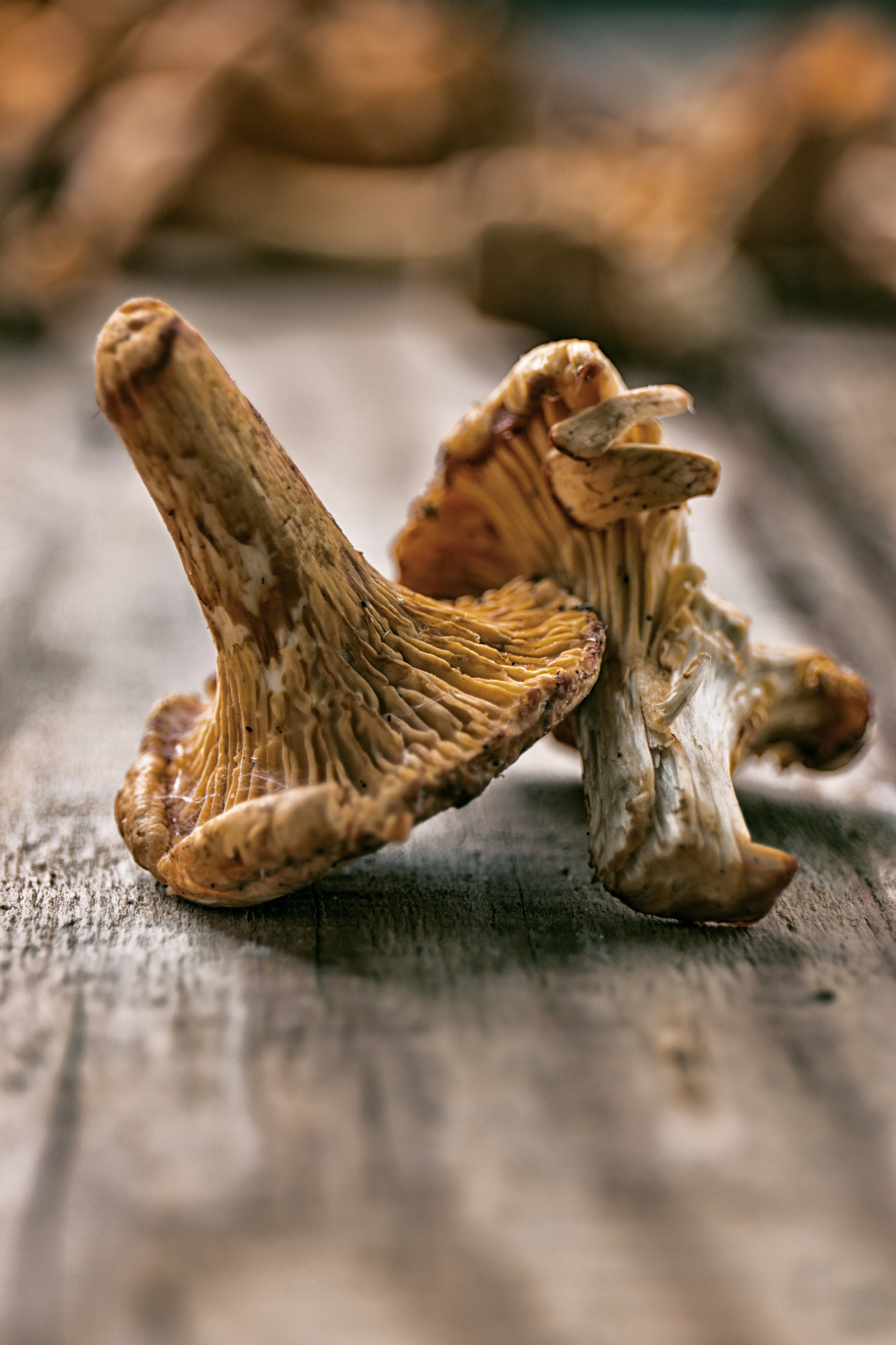 Canon EF 24-70mm F4L IS USM sample photo. Mushrooms on a wooden background photography