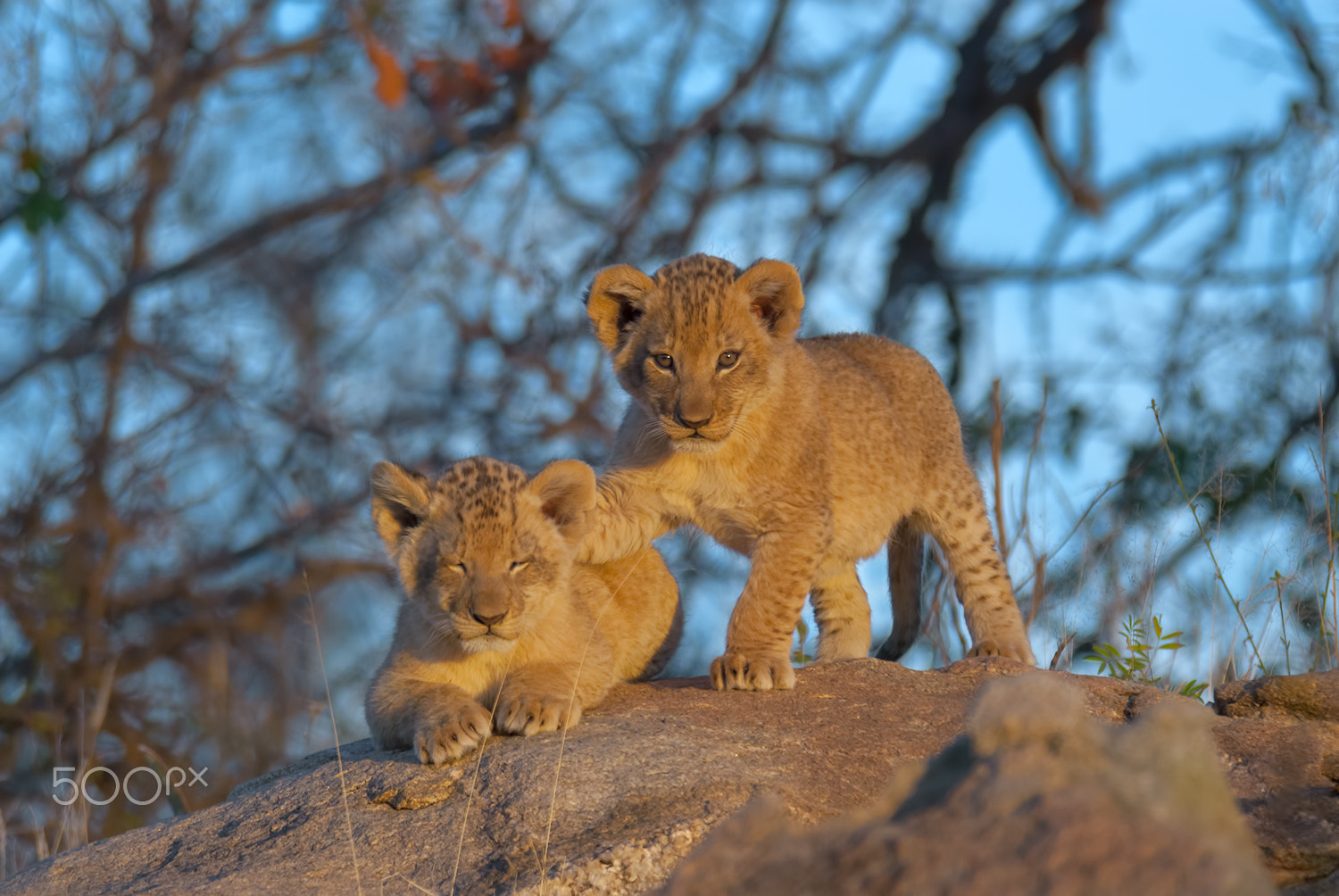 AF-S Nikkor 300mm f/2.8D IF-ED II sample photo. Lion cubs on rock photography