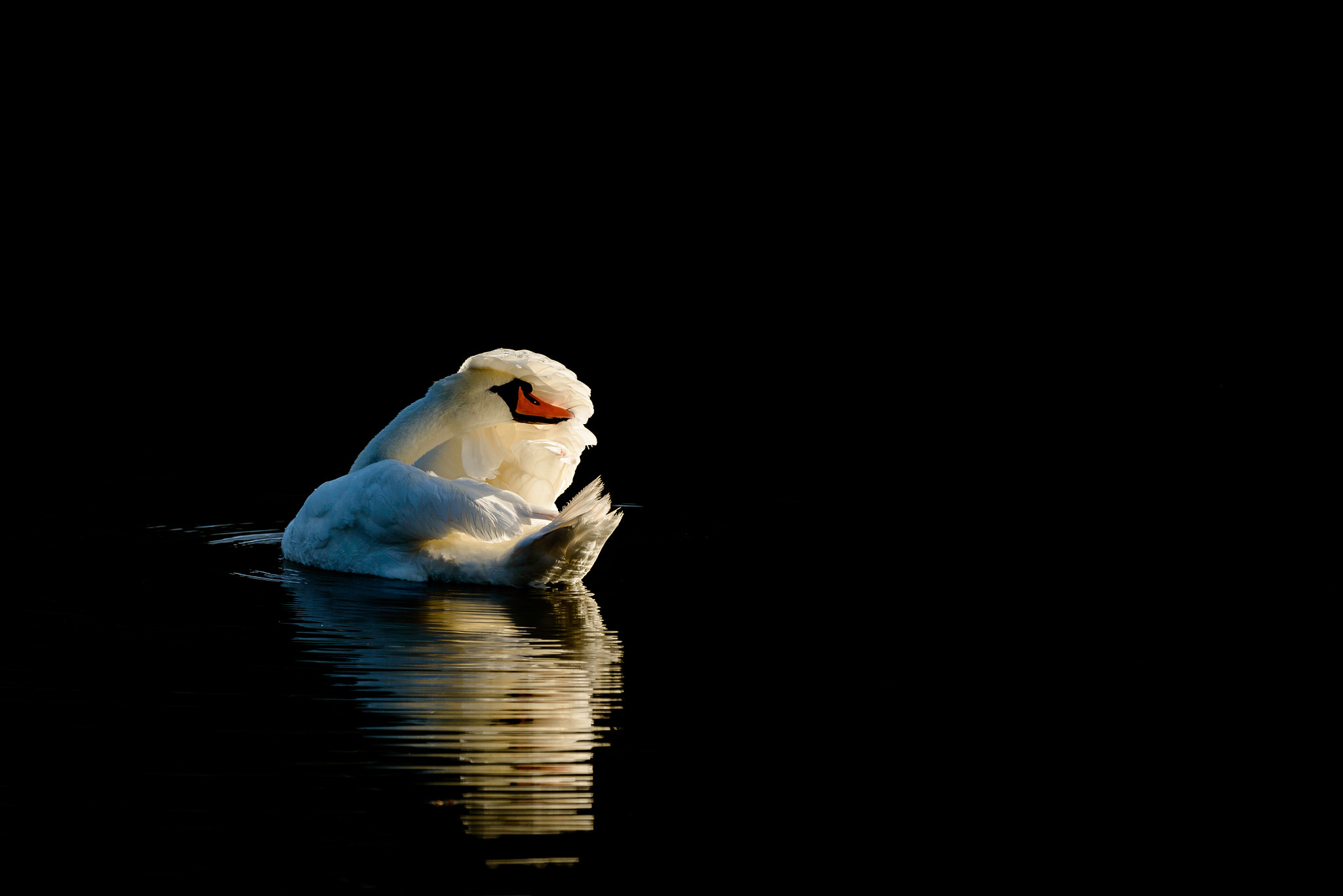 Nikon D800 + Nikon AF-S Nikkor 500mm F4G ED VR sample photo. Cygne photography