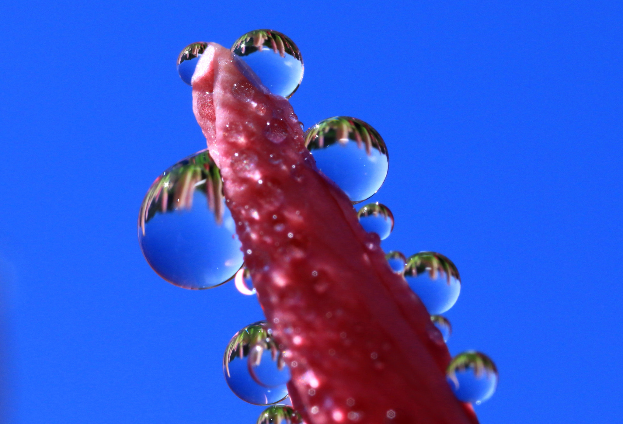 Canon MP-E 65mm F2.5 1-5x Macro Photo sample photo. Blue drops photography