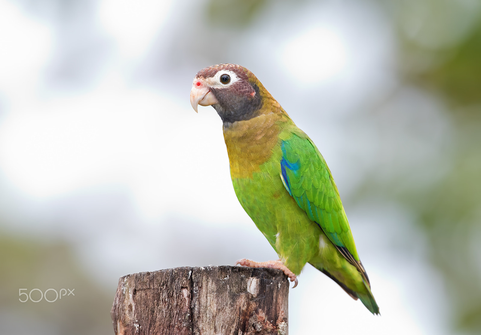 Canon EF 300mm F2.8L IS II USM sample photo. Brown-hooded parrot - costa rica photography