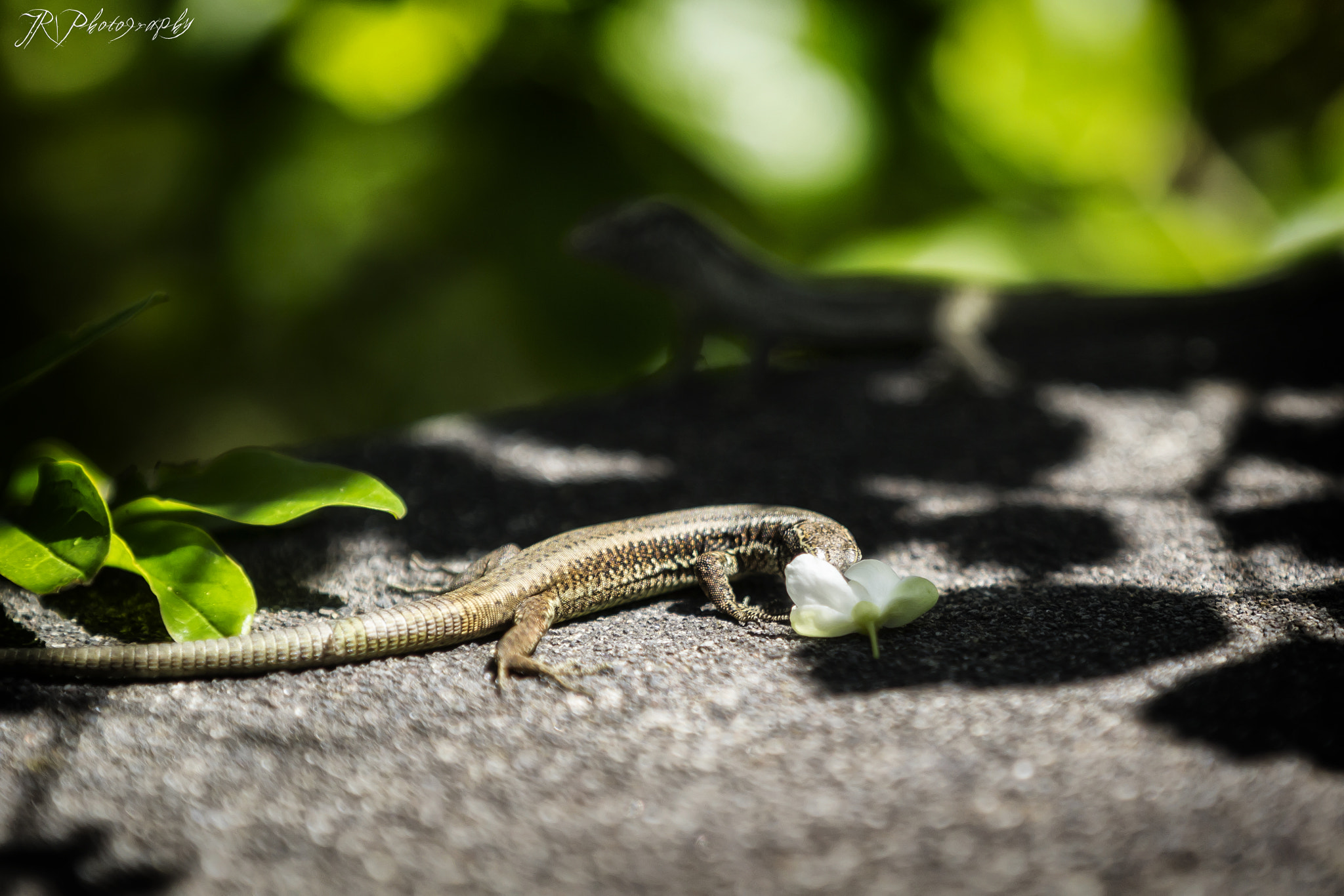 Canon EF 70-200mm F2.8L IS II USM sample photo. Blossom eater (wall lizard) photography