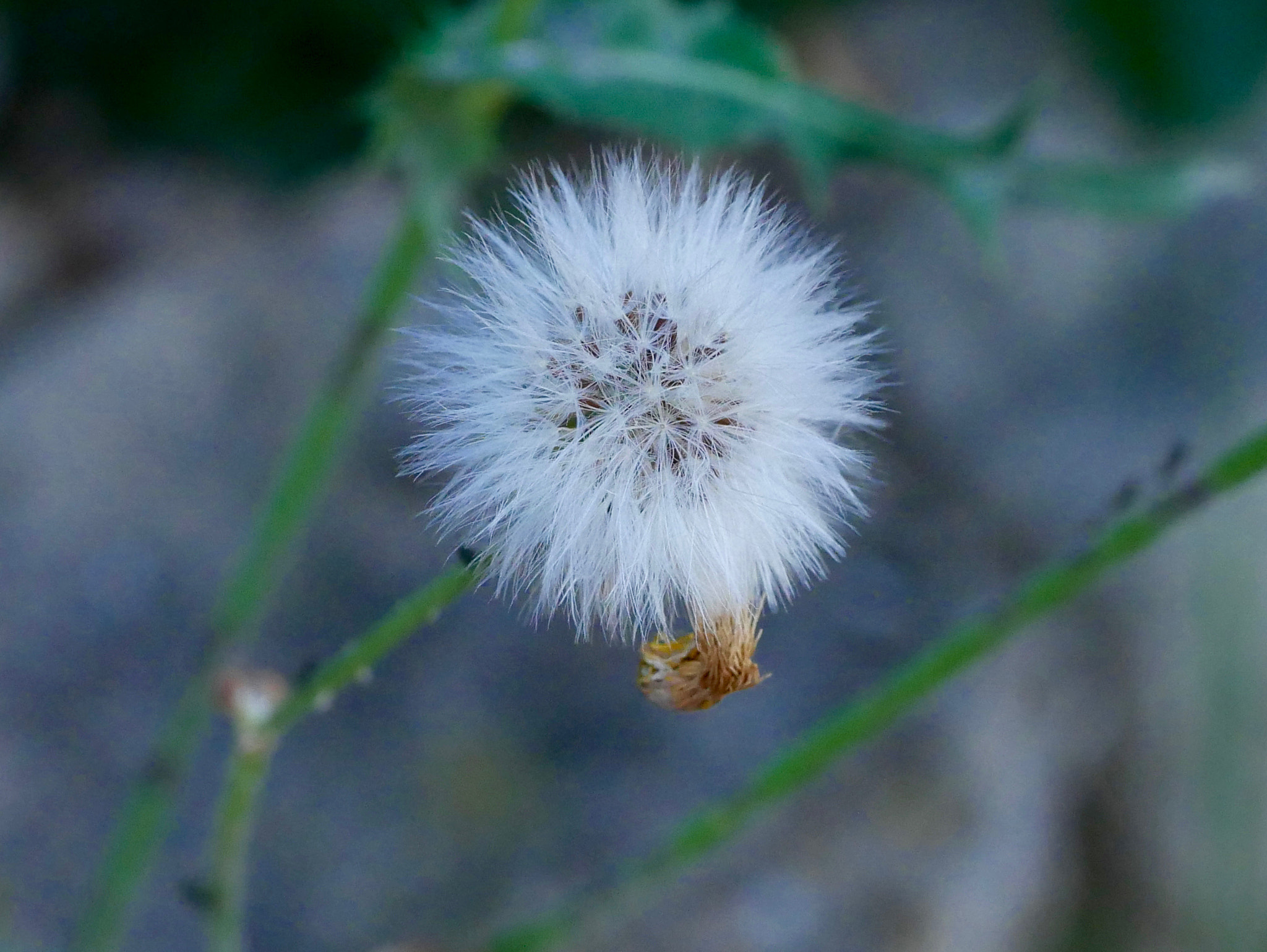 Panasonic Lumix G Macro 30mm F2.8 ASPH Mega OIS sample photo. 1 autre photography