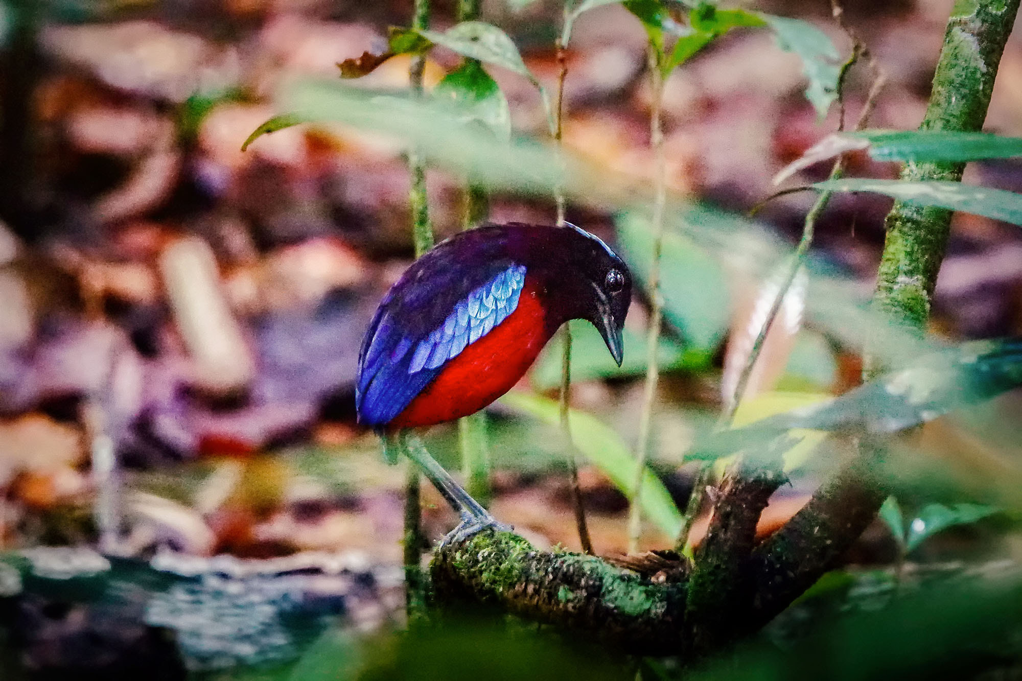 Sony ILCA-77M2 sample photo. Black and crimson pitta / black-headed pitta photography