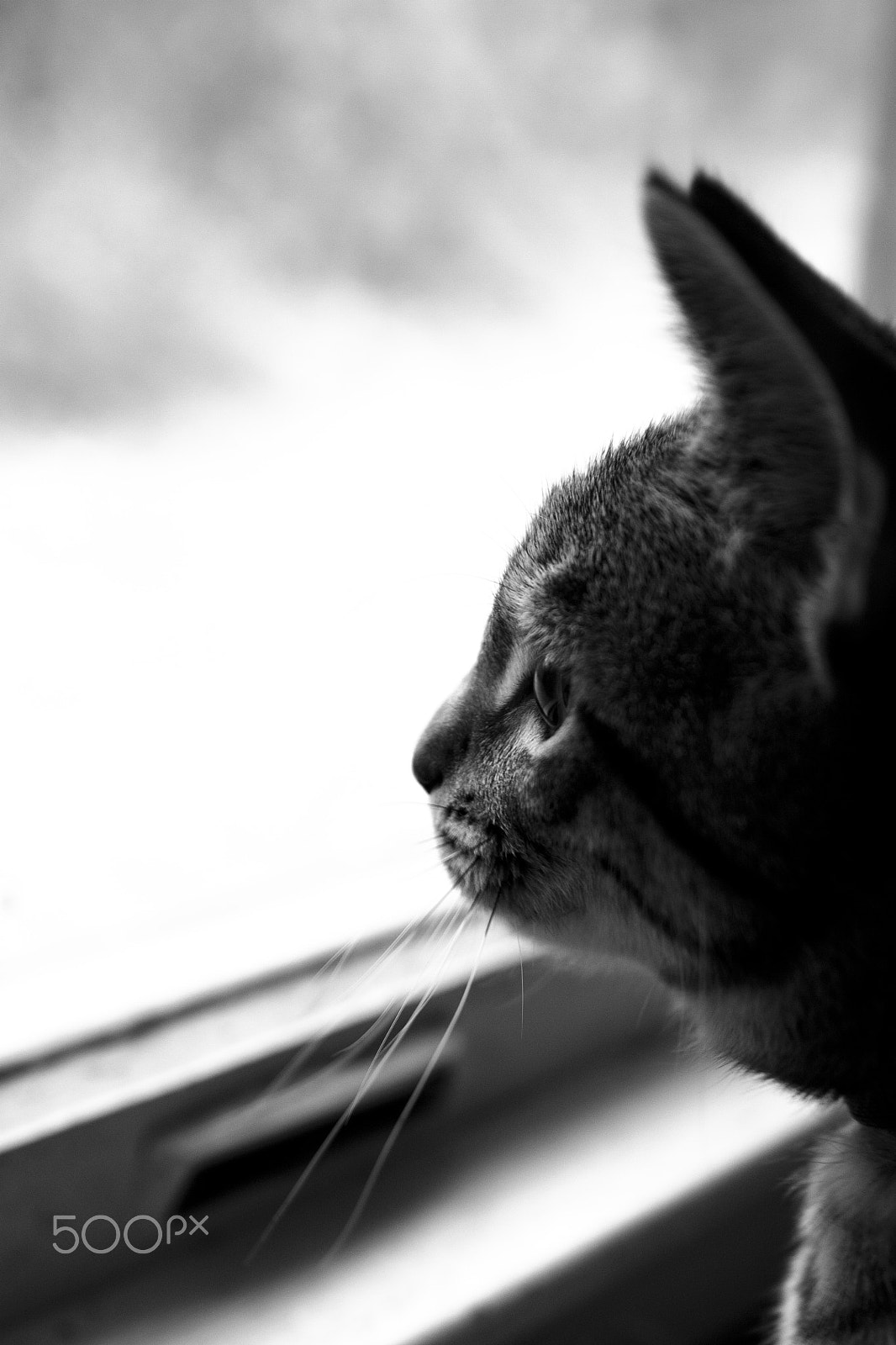 Canon EOS 450D (EOS Rebel XSi / EOS Kiss X2) sample photo. Gazing out the window photography