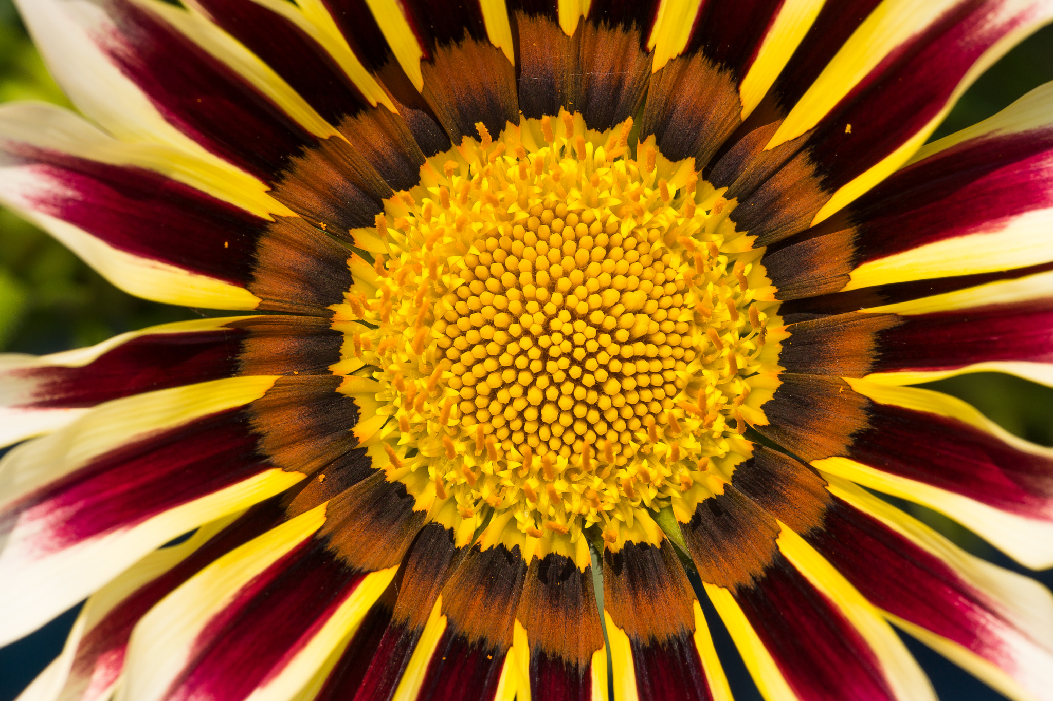 Sigma 70-200mm F2.8 EX DG Macro HSM II sample photo. Gazania. photography