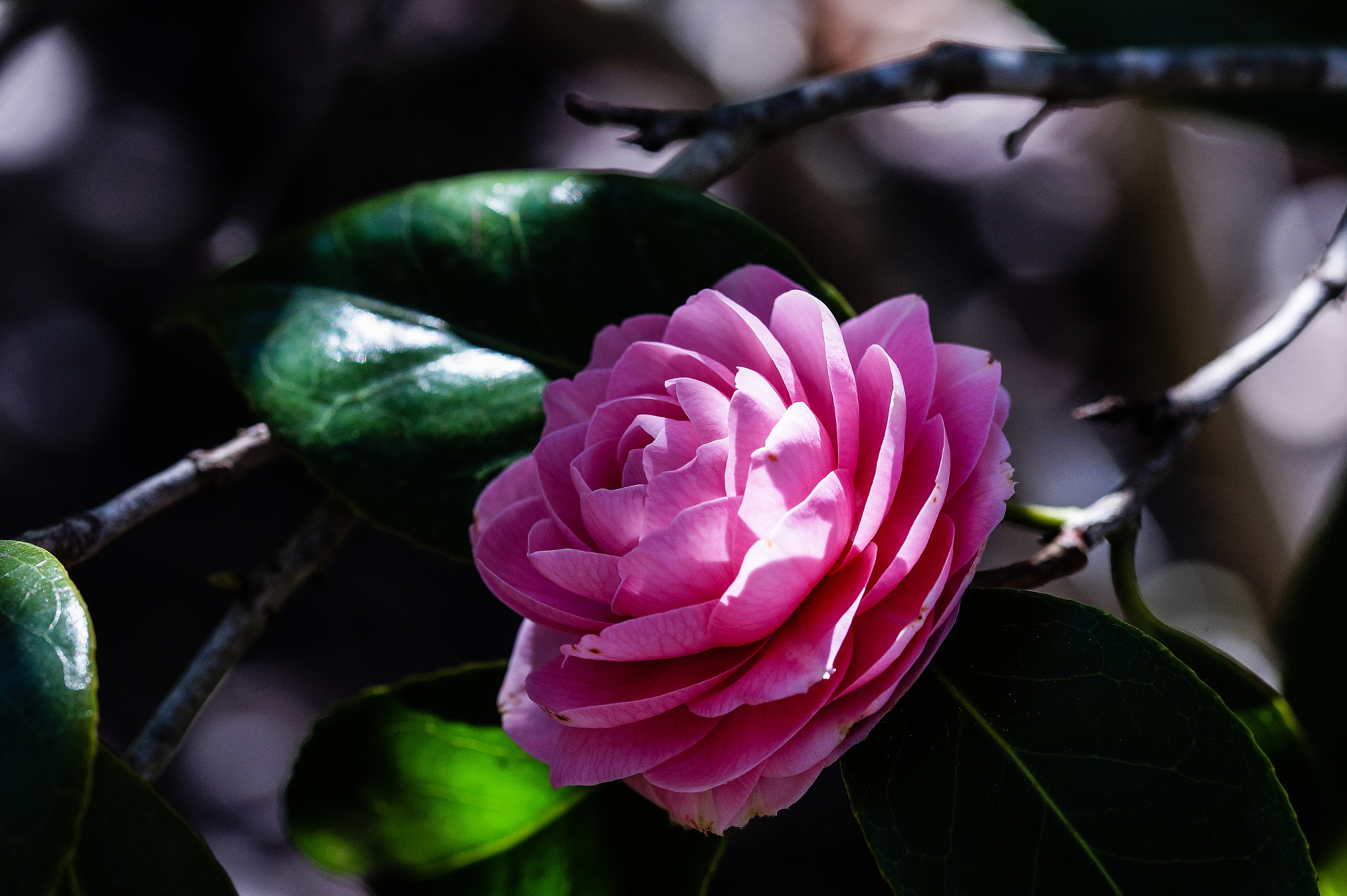 Sony SLT-A58 + 105mm F2.8 sample photo. Ml_20160815_14 photography
