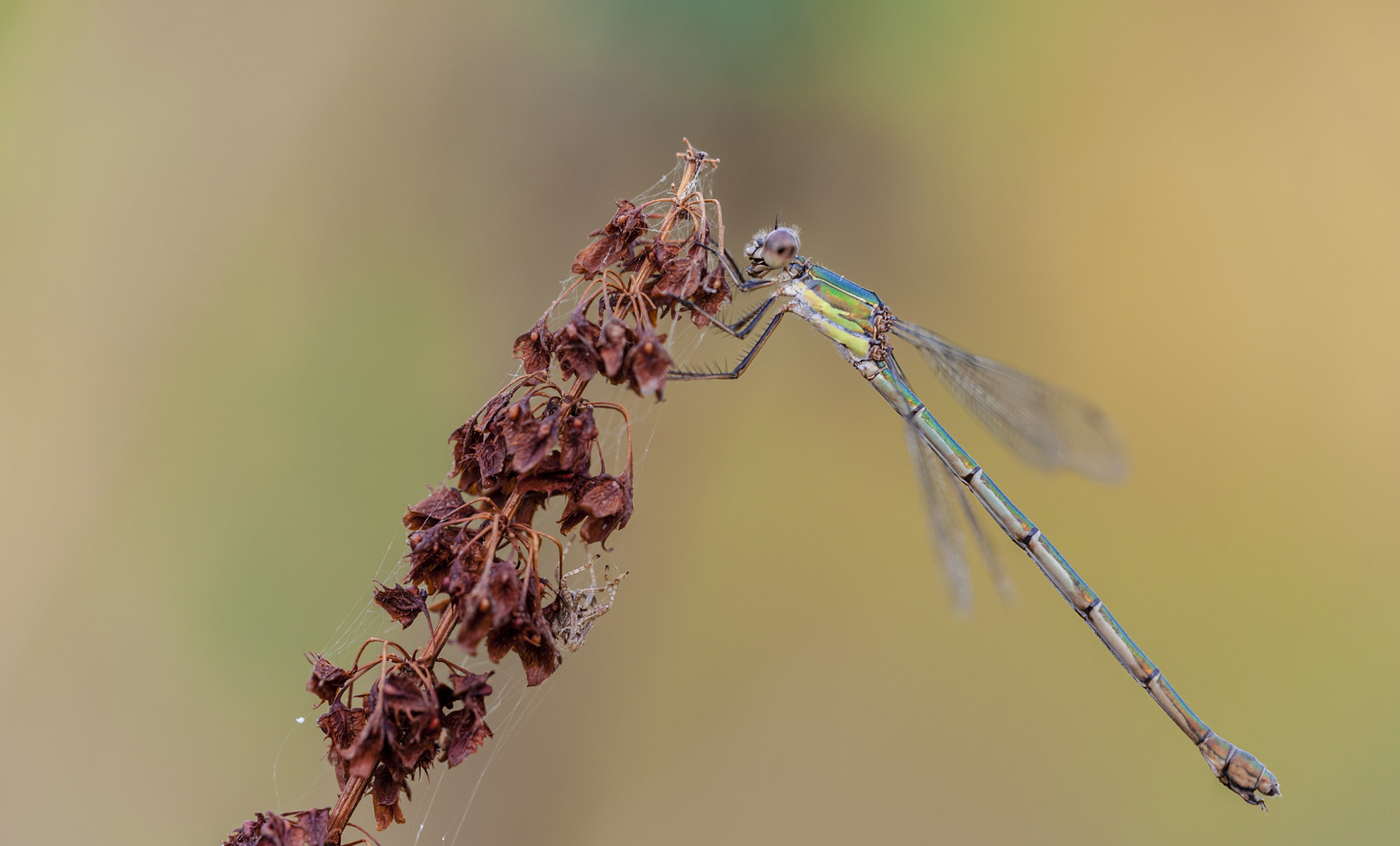 Sigma APO Macro 180mm F3.5 EX DG HSM sample photo. Diablillo photography