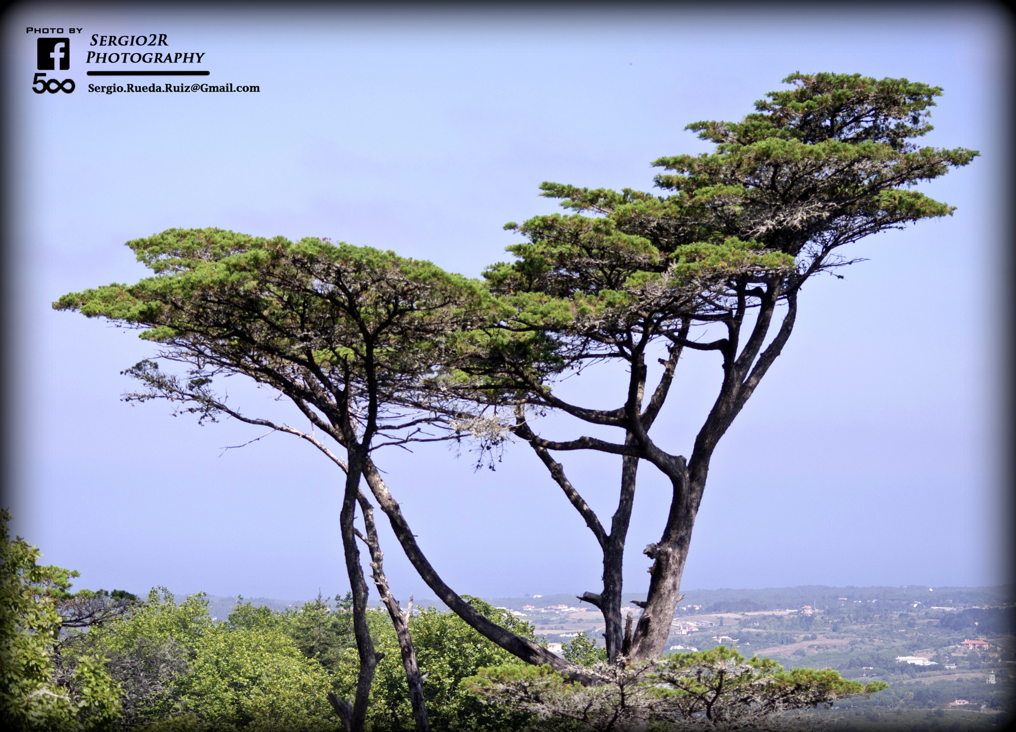 Pentax K-r + Sigma sample photo. Pareja de pinos photography