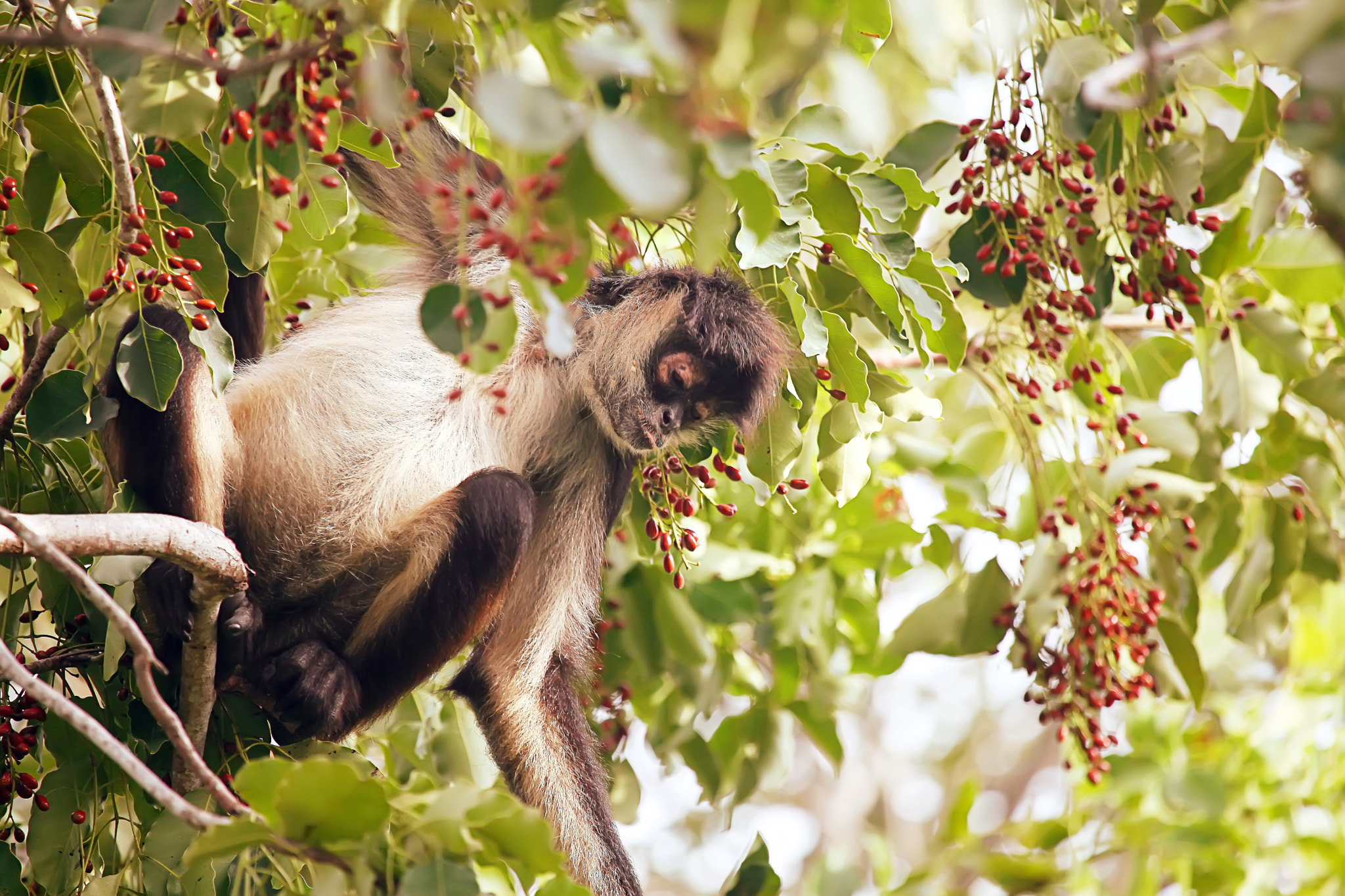 Canon EOS 5D Mark II + Canon EF 100-400mm F4.5-5.6L IS USM sample photo. Spider monkey photography