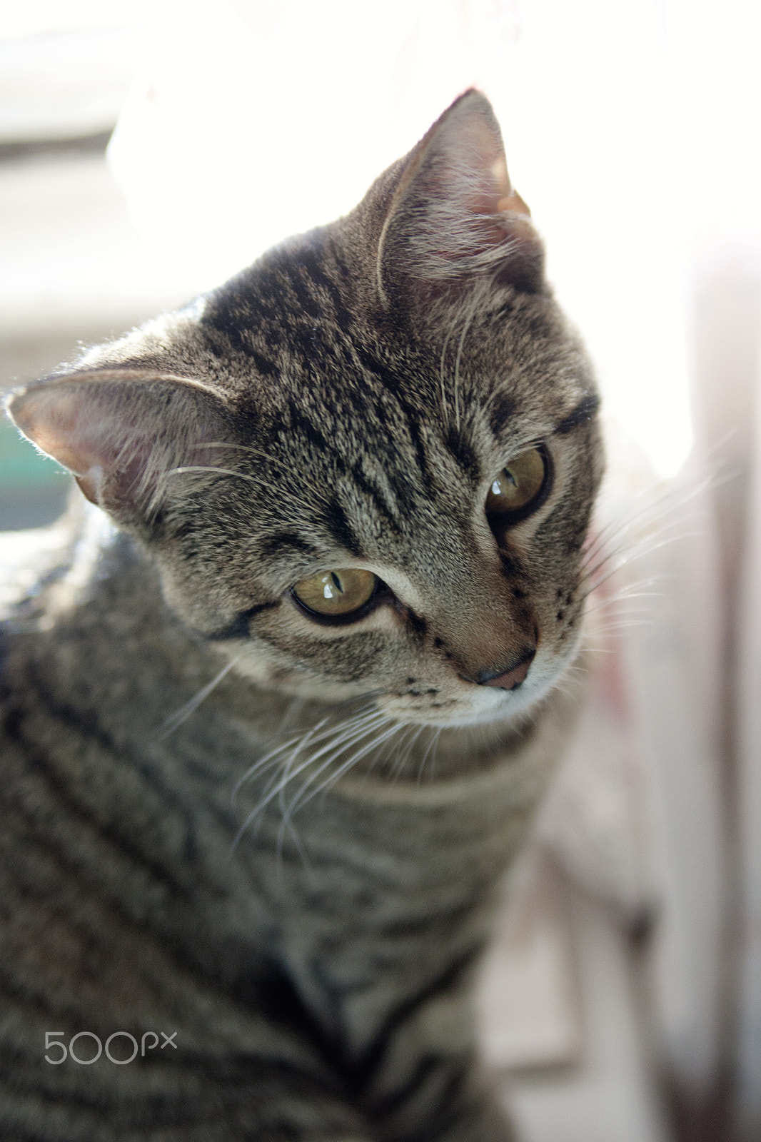 Canon EOS 450D (EOS Rebel XSi / EOS Kiss X2) sample photo. Cat photography