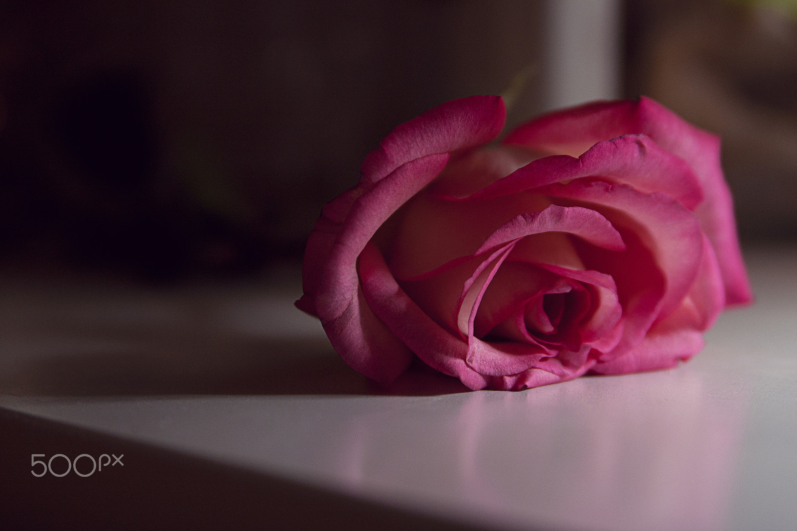Canon EOS 450D (EOS Rebel XSi / EOS Kiss X2) sample photo. Single rose photography