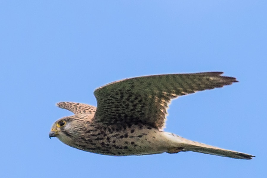 Canon EF 300mm F4L IS USM sample photo. Turmfalke photography