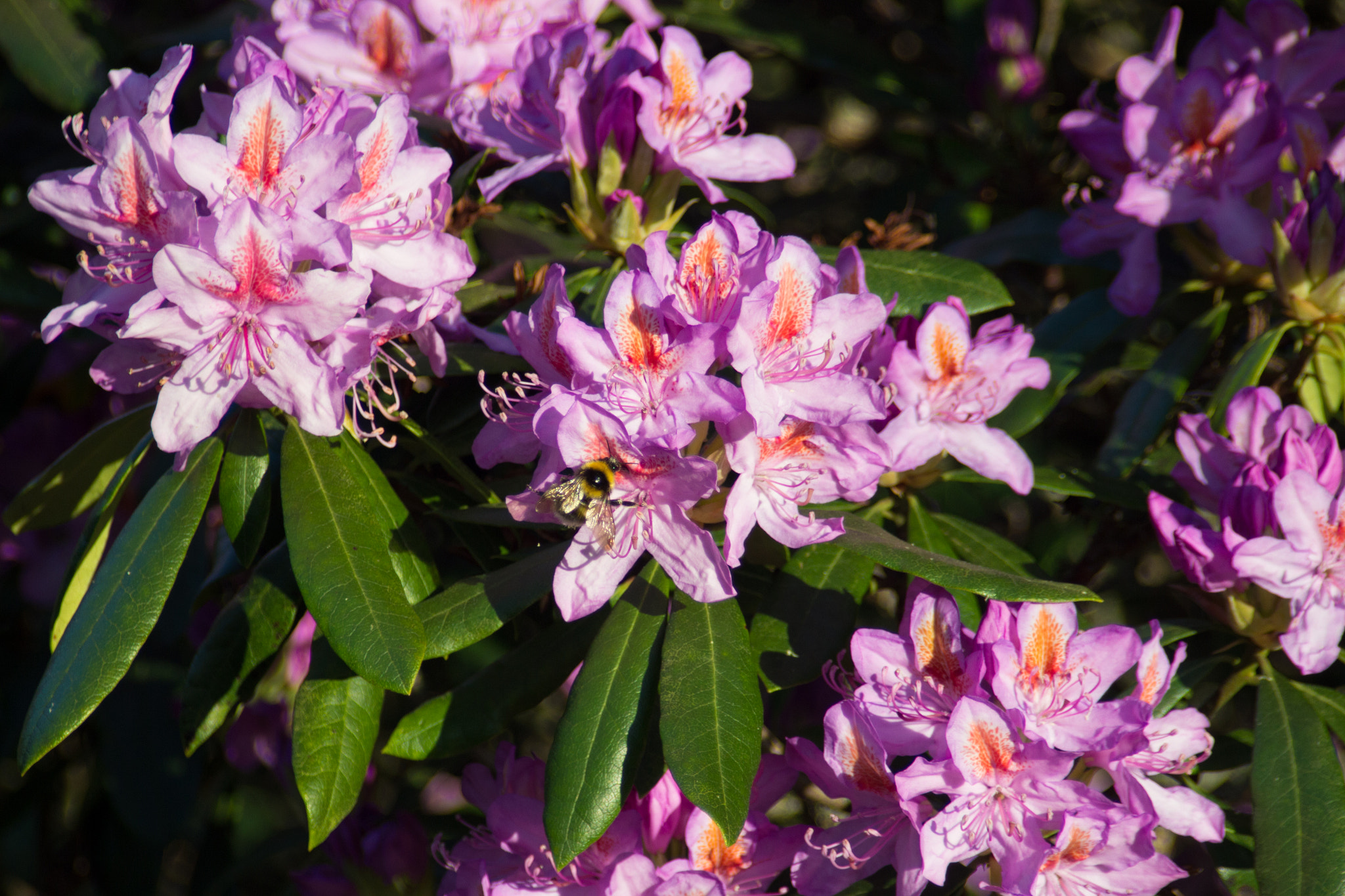 Tamron AF 28-200mm F3.8-5.6 XR Di Aspherical (IF) Macro sample photo. Flowers and bees photography
