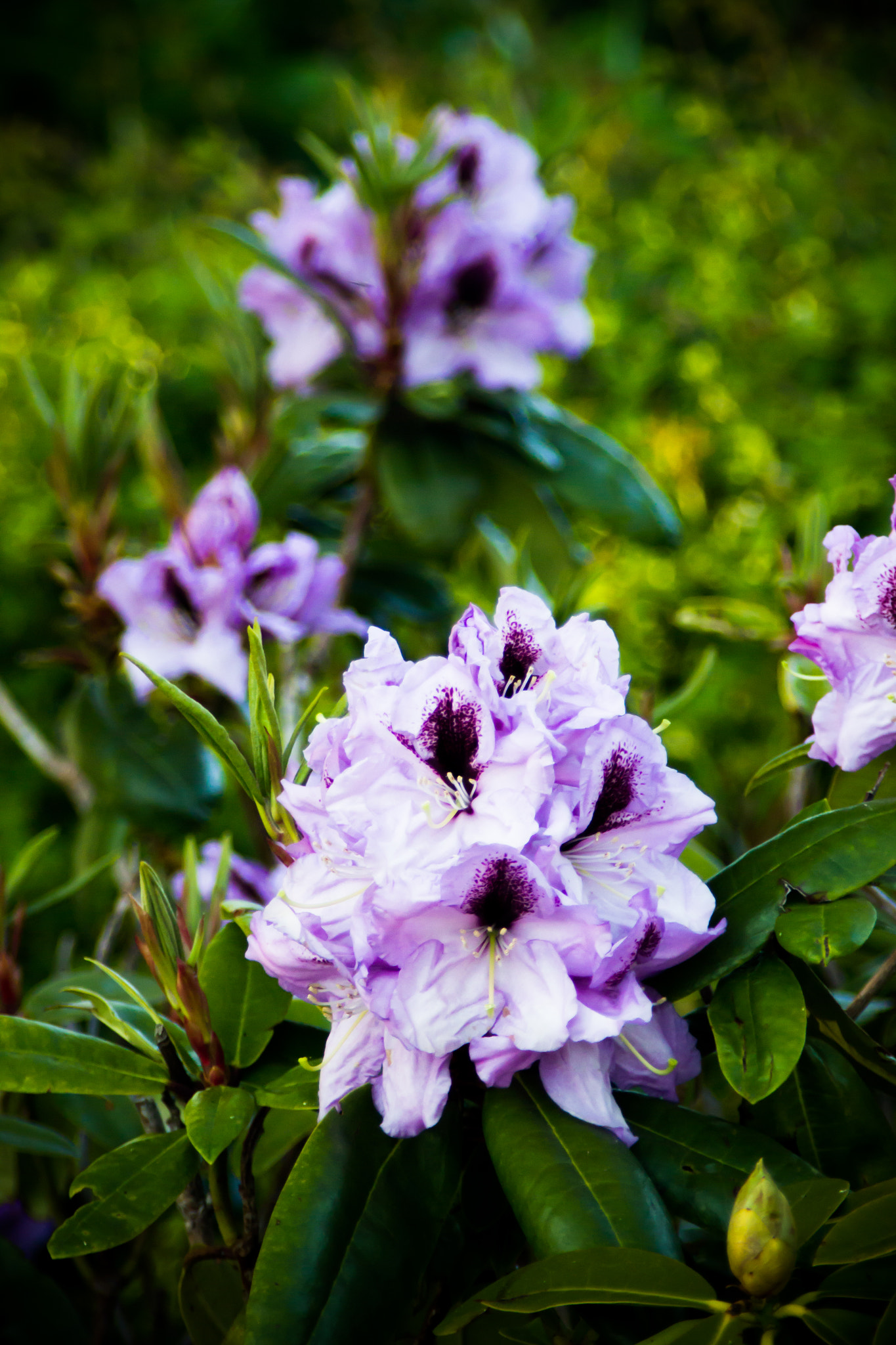 Canon EOS 600D (Rebel EOS T3i / EOS Kiss X5) + Tamron AF 28-200mm F3.8-5.6 XR Di Aspherical (IF) Macro sample photo. Flowers photography