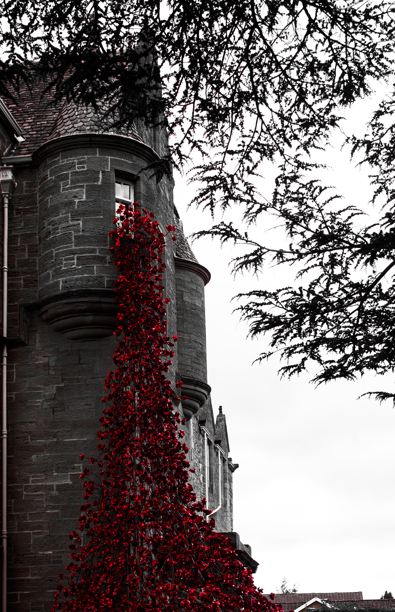 Canon EOS 600D (Rebel EOS T3i / EOS Kiss X5) + Tamron AF 28-200mm F3.8-5.6 XR Di Aspherical (IF) Macro sample photo. Weeping window photography