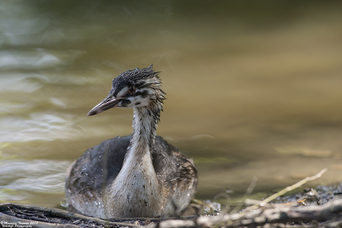 Nikon AF-S Nikkor 300mm F2.8G ED VR II sample photo. Svasso podiceps cristatus photography