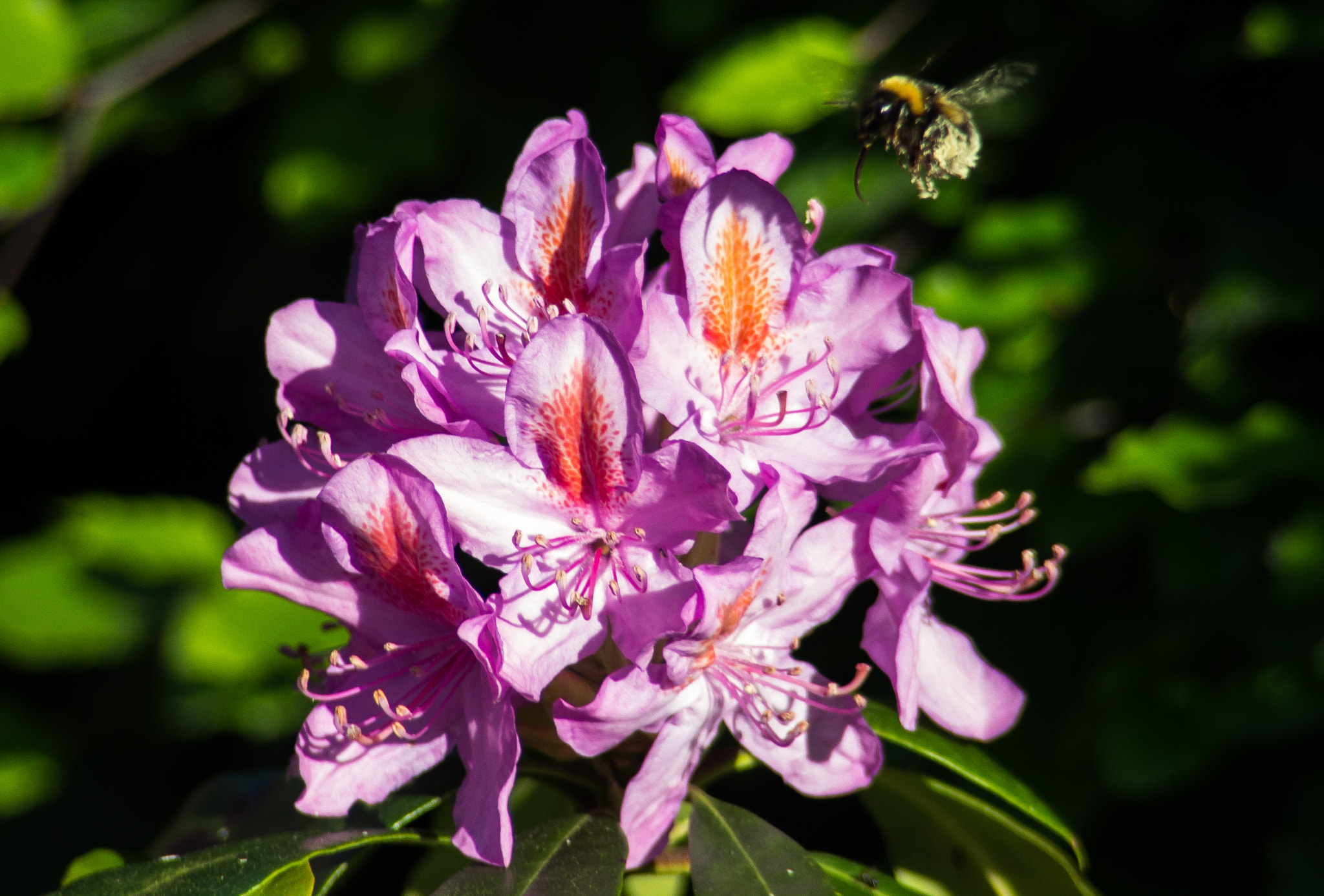 Tamron AF 28-200mm F3.8-5.6 XR Di Aspherical (IF) Macro sample photo. Flowers and bees photography