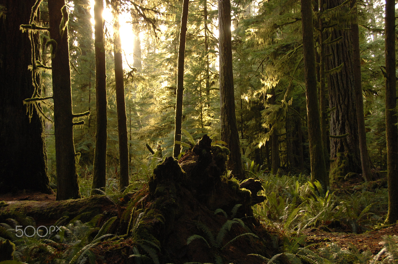 Nikon D2X sample photo. Cathedral grove on a december morning photography