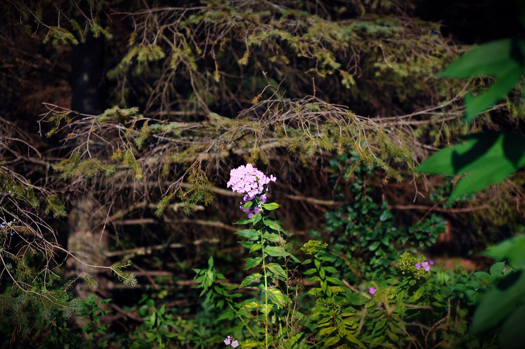 Nikon D3 + Nikon AF Nikkor 50mm F1.8D sample photo. Do you suppose she's a wildflower? photography