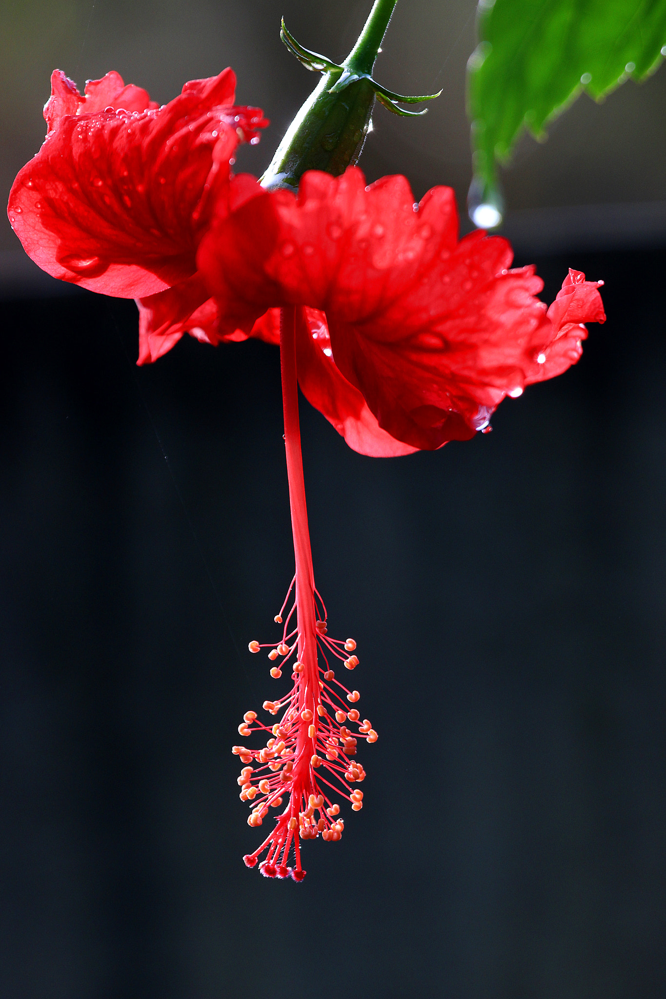 Canon EOS 600D (Rebel EOS T3i / EOS Kiss X5) + Canon EF 70-200mm F4L IS USM sample photo. Hibiscus photography