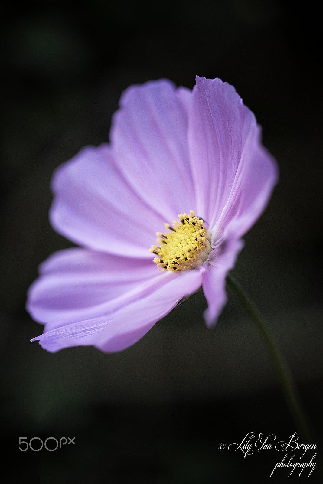 Sigma 150mm F2.8 EX DG Macro HSM sample photo. Standing near the fence! photography