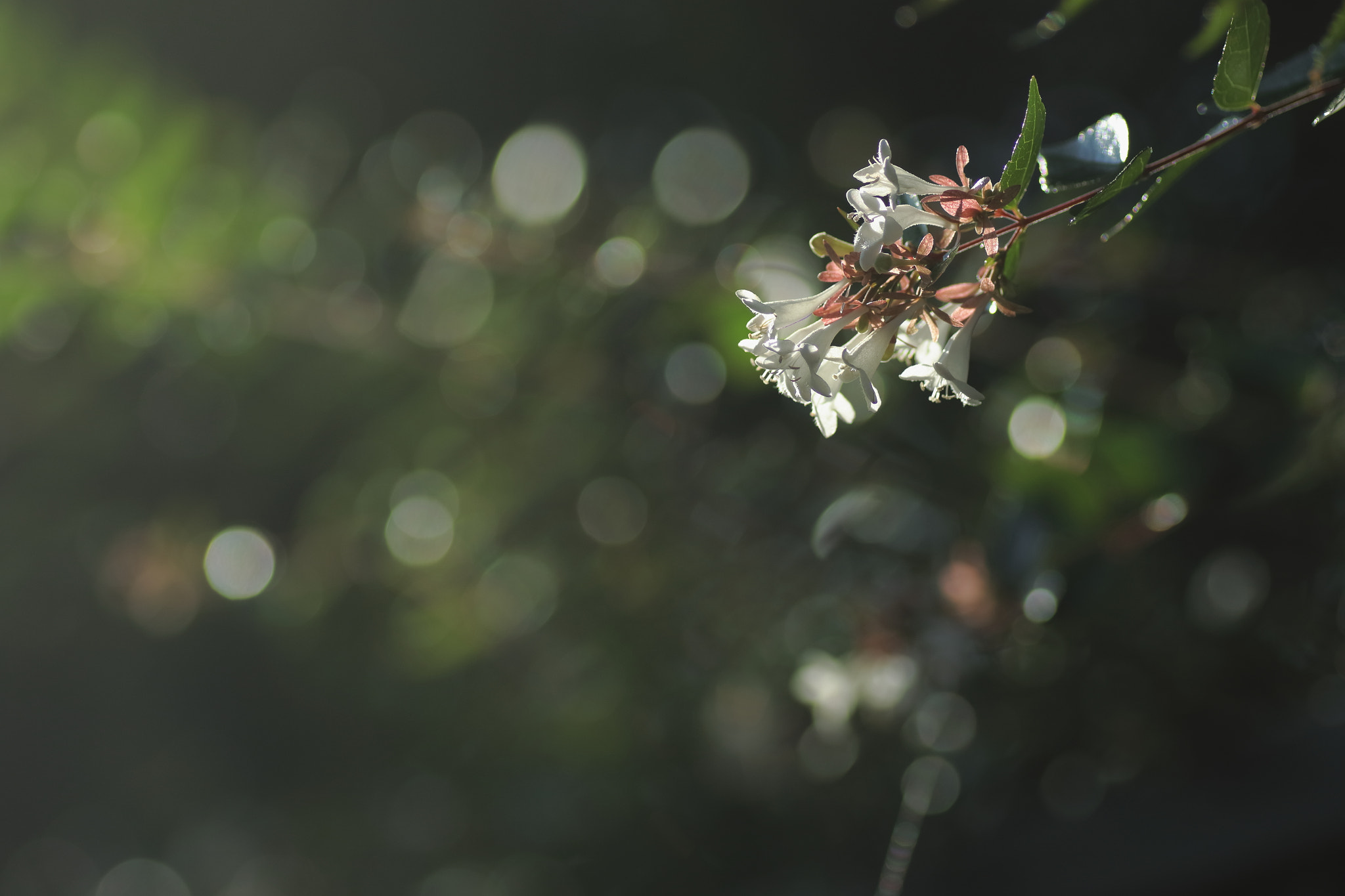 Tamron SP AF 90mm F2.8 Di Macro sample photo. ...小さな花。 photography
