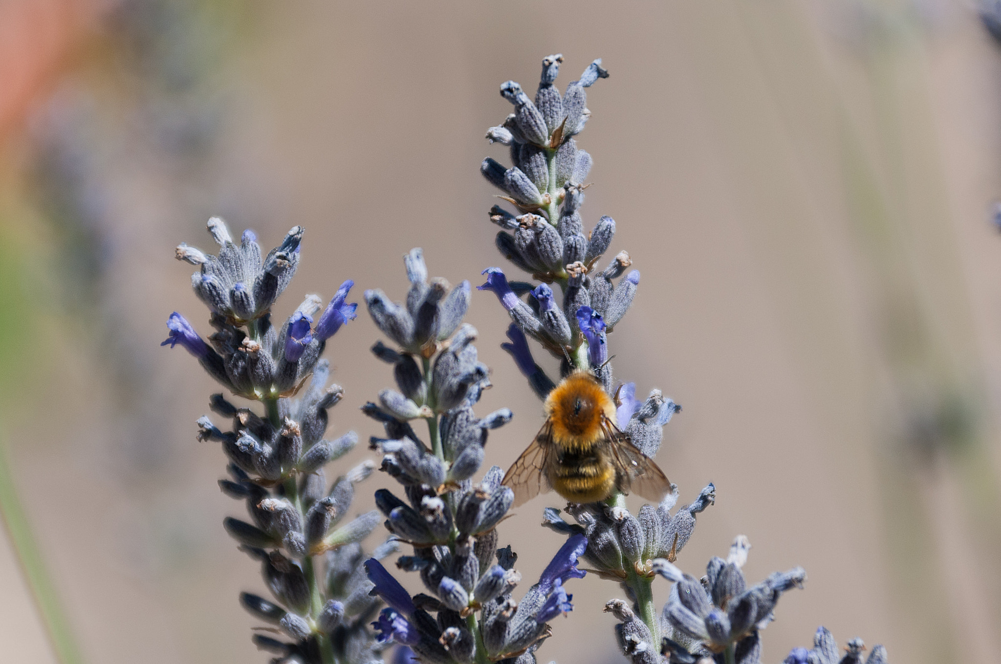 Sigma 28-300mm F3.5-6.3 DG Macro sample photo. Bee photography