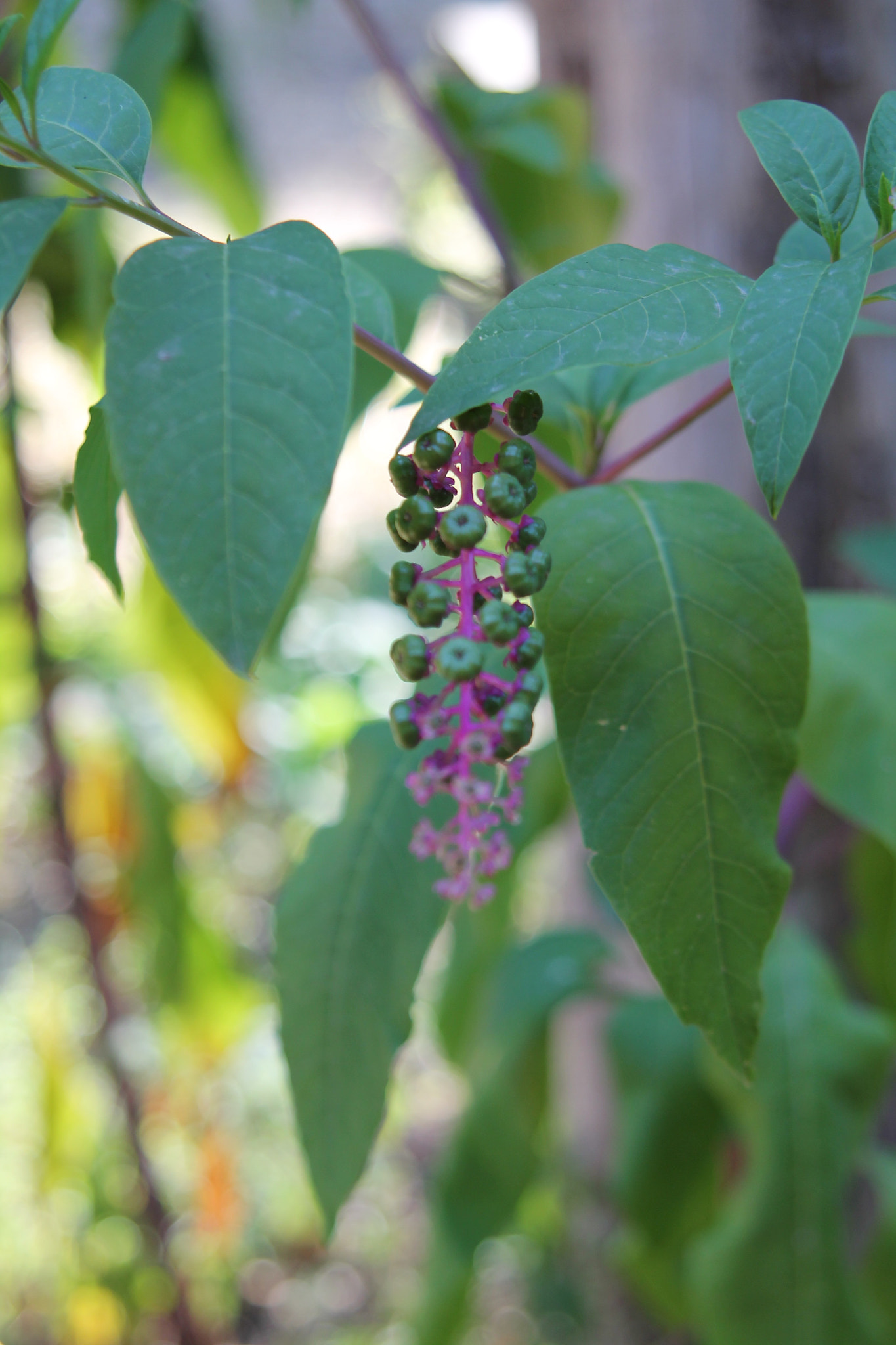 Canon EF 24-85mm F3.5-4.5 USM sample photo