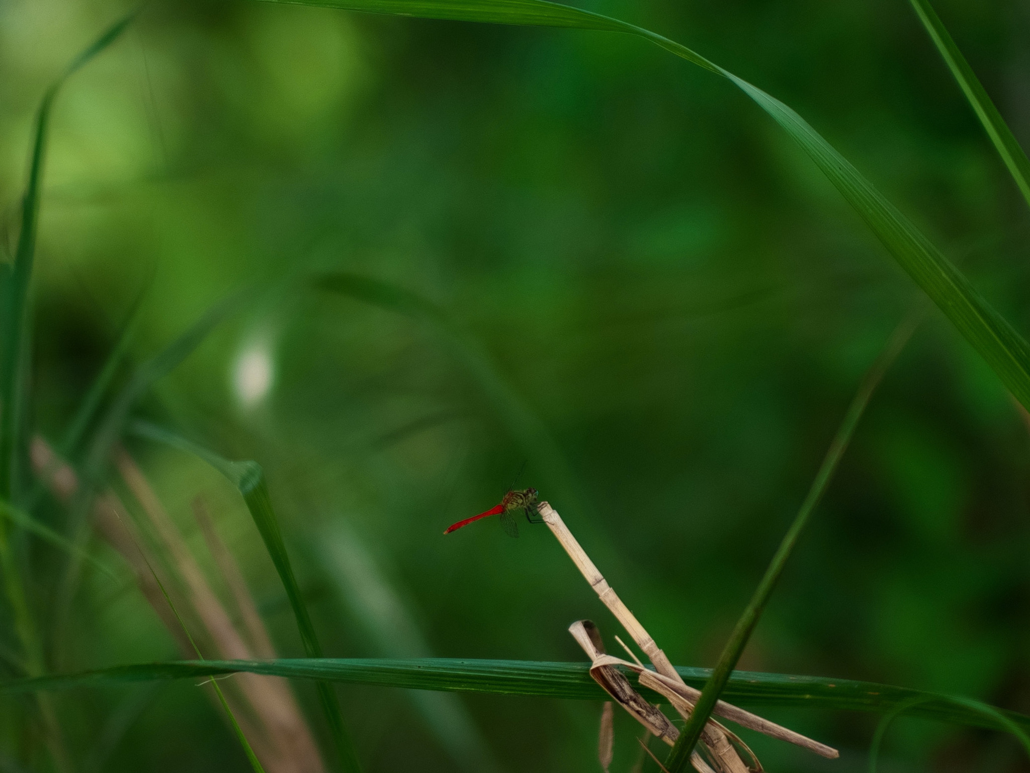 Leica Noctilux-M 50mm F0.95 ASPH sample photo