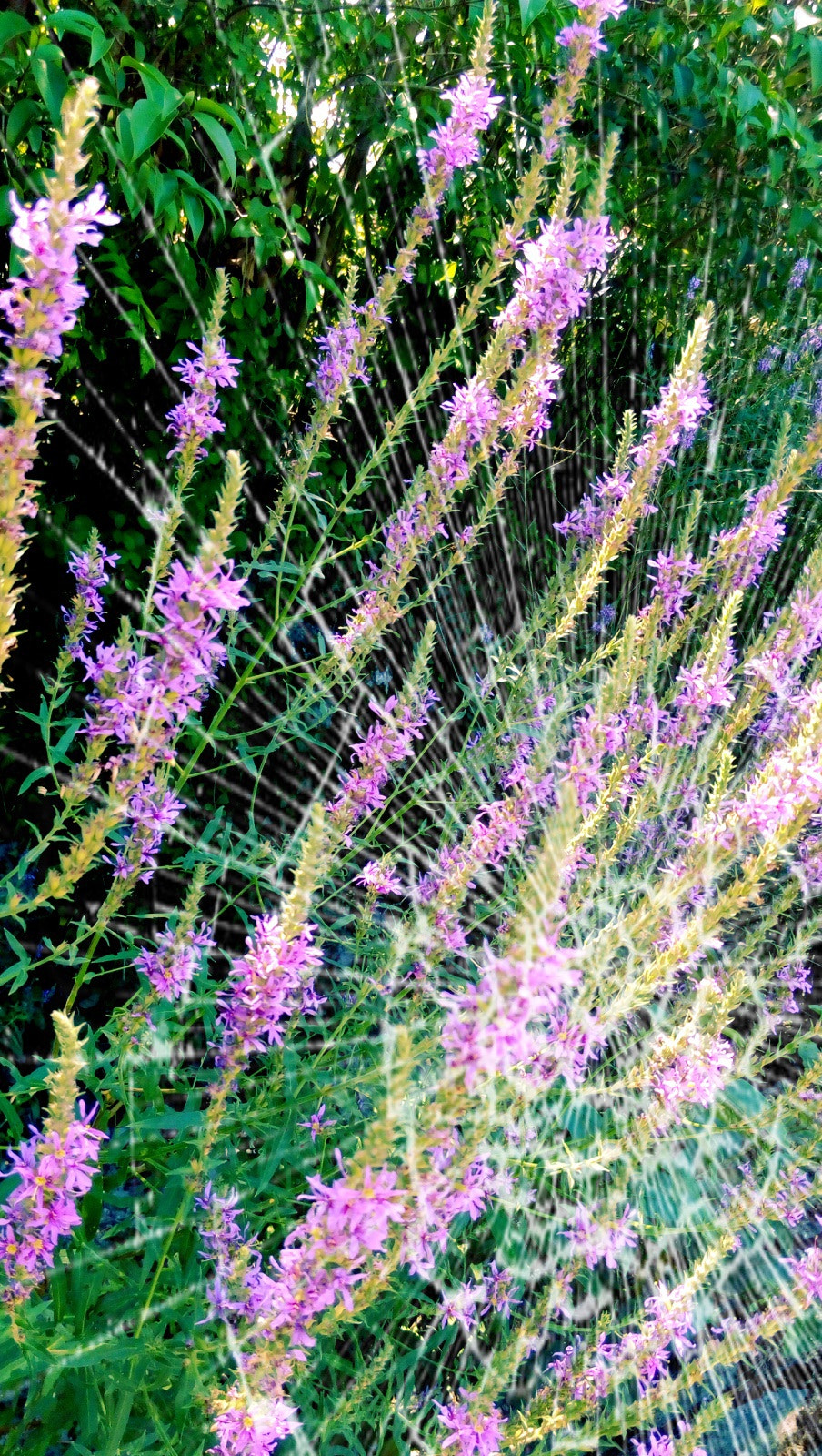 Lenovo P70-A sample photo. Spider home in flowers... photography