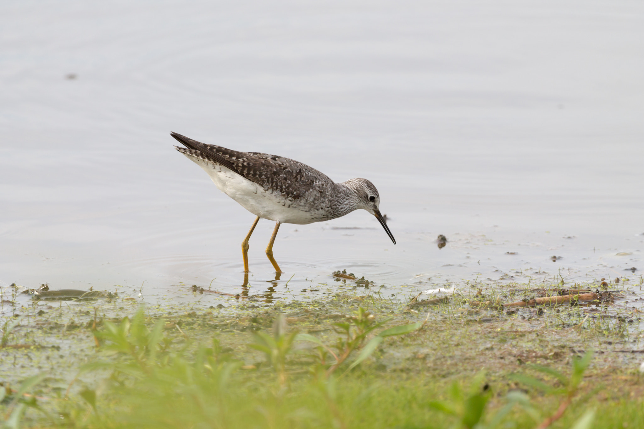 Canon EOS 1100D (EOS Rebel T3 / EOS Kiss X50) + Canon EF 100-400mm F4.5-5.6L IS USM sample photo. Lesser yellowlegs photography