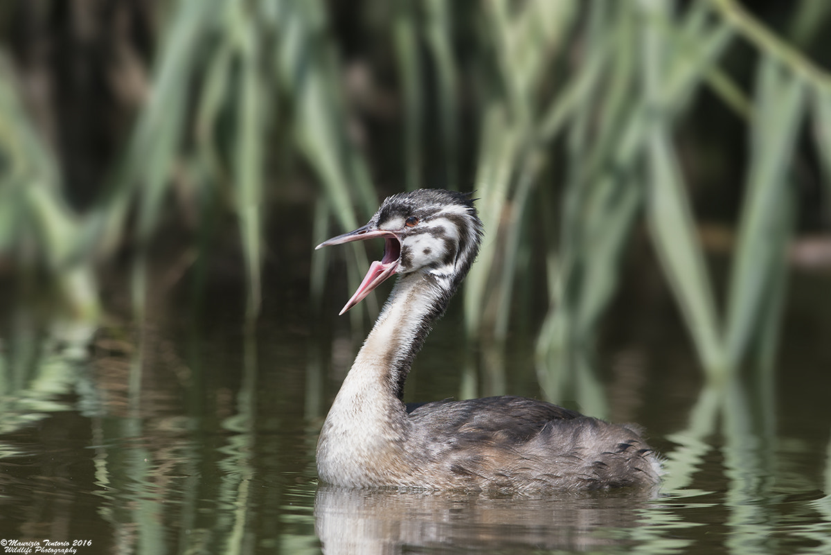Nikon AF-S Nikkor 300mm F2.8G ED VR II sample photo. Svasso podiceps cristatus photography