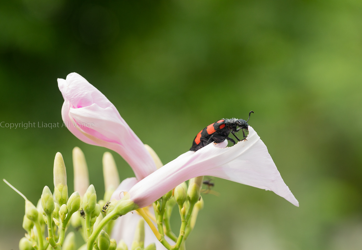 Canon EOS 5DS + Canon EF 100mm F2.8L Macro IS USM sample photo. 0w6a7331.jpg photography