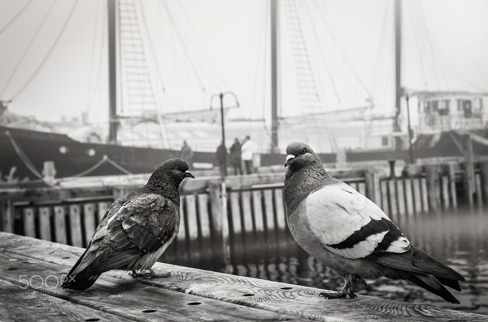Canon EOS 7D + Canon EF 35mm F1.4L USM sample photo. Pigeons halifax waterfront photography