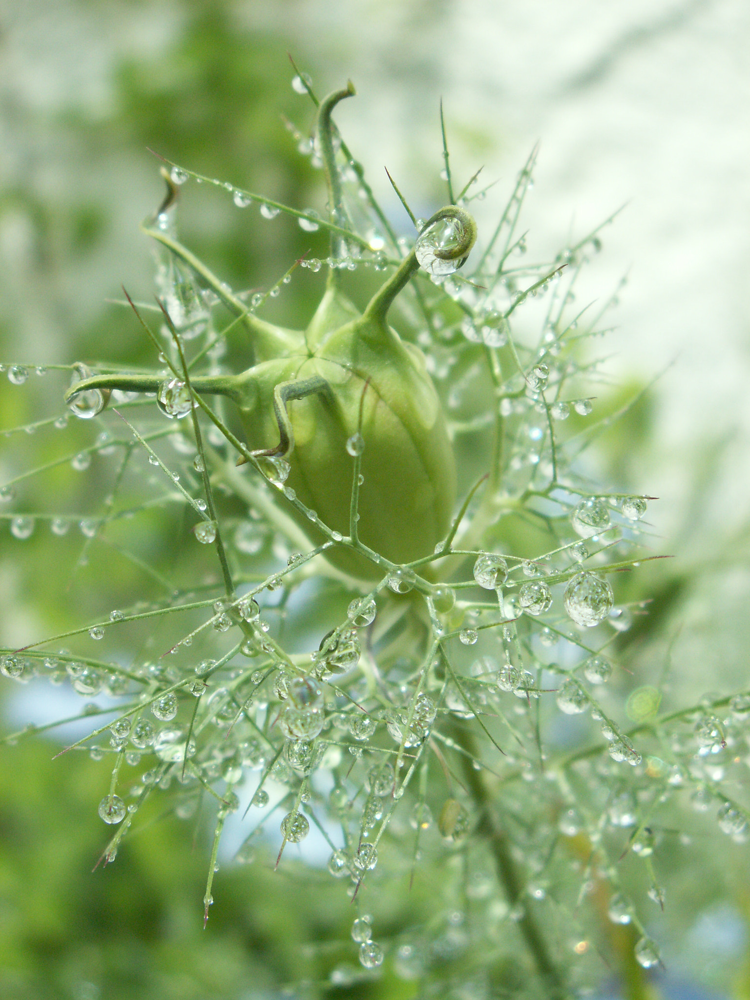 KONICA MINOLTA DiMAGE Z5 sample photo. Droplet's cage photography