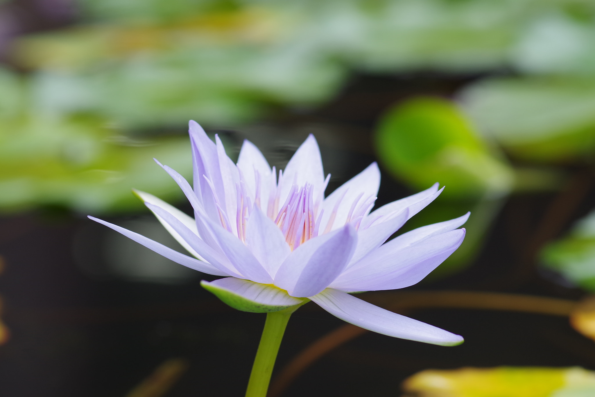 Pentax smc D-FA 100mm F2.8 Macro WR sample photo
