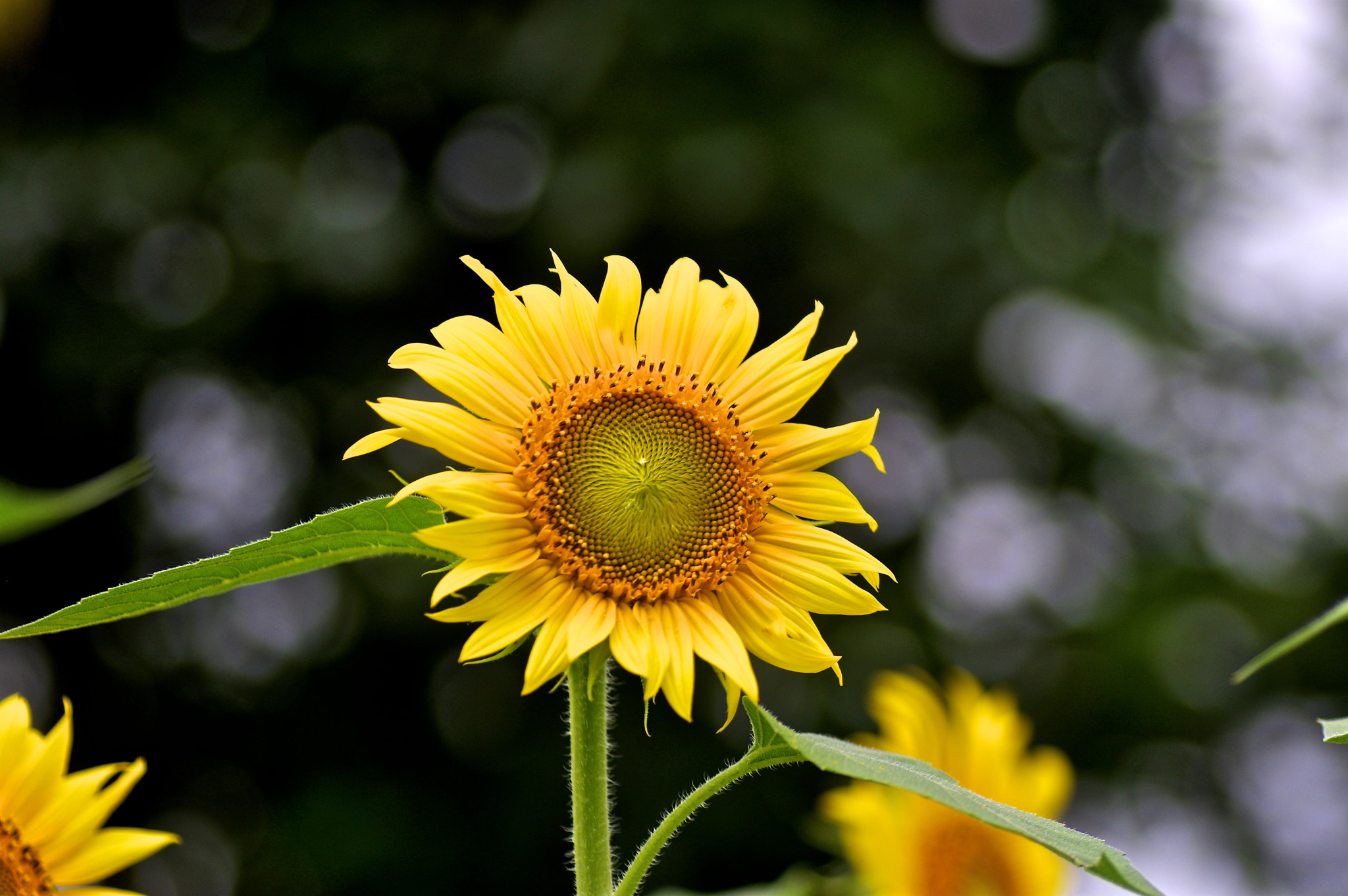 Pentax K-3 + Tamron SP AF 90mm F2.8 Di Macro sample photo. Leader photography