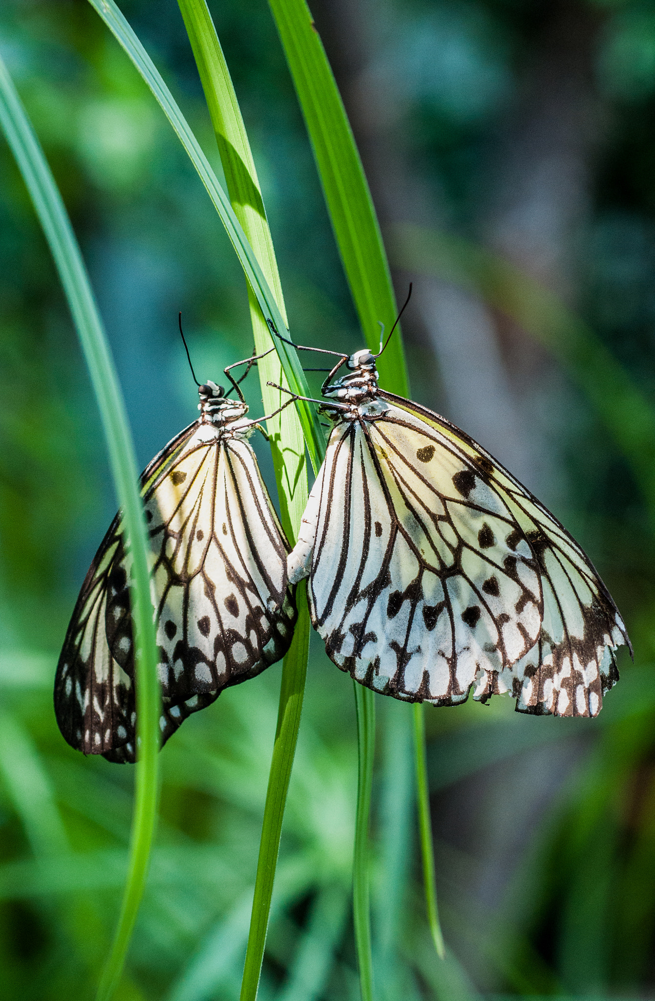 Nikon D90 + AF Micro-Nikkor 60mm f/2.8 sample photo. Butterfly photography