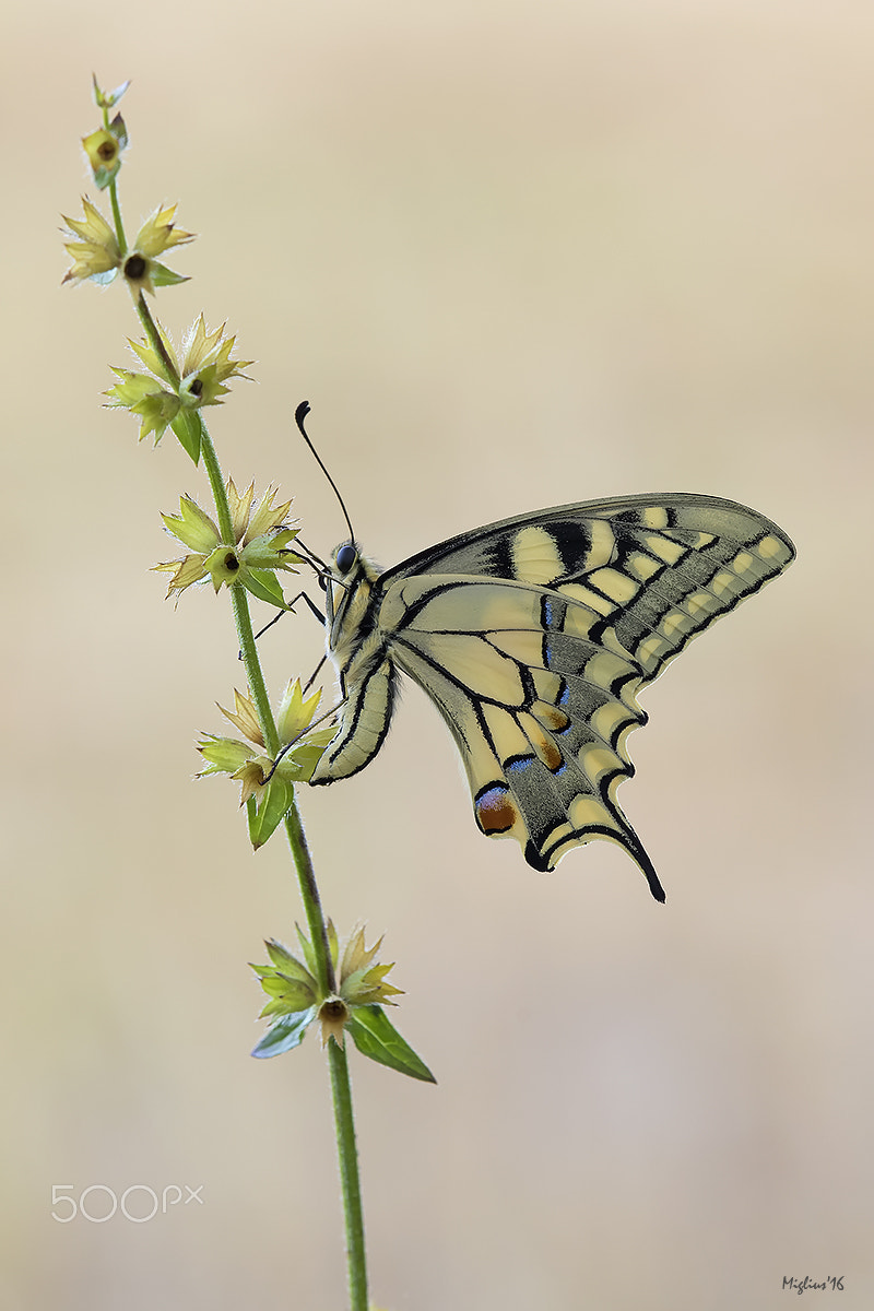 Canon EOS 7D Mark II + Tamron SP AF 180mm F3.5 Di LD (IF) Macro sample photo. Finalmente! photography