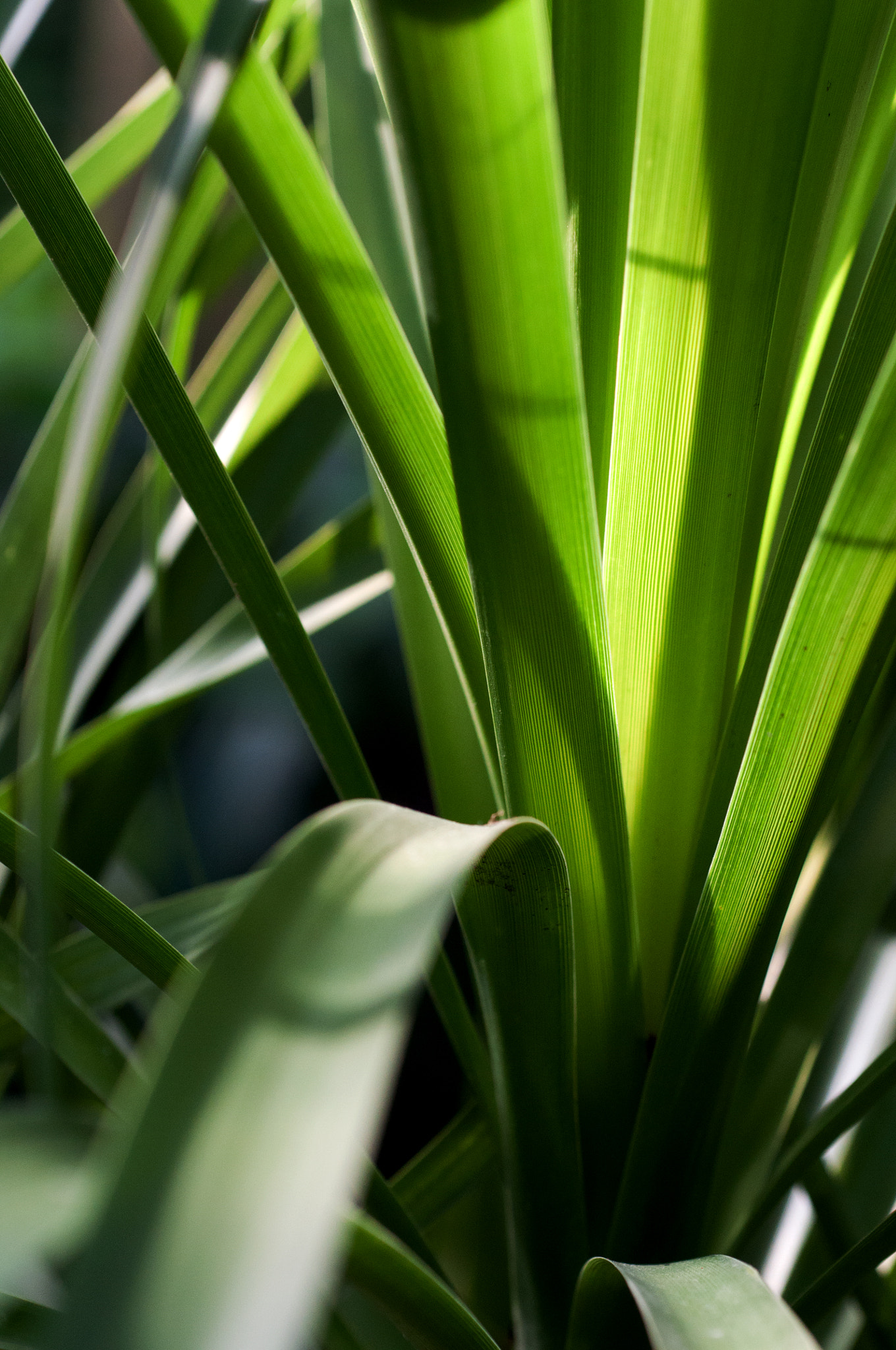 Nikon D90 + AF Micro-Nikkor 60mm f/2.8 sample photo. Green photography