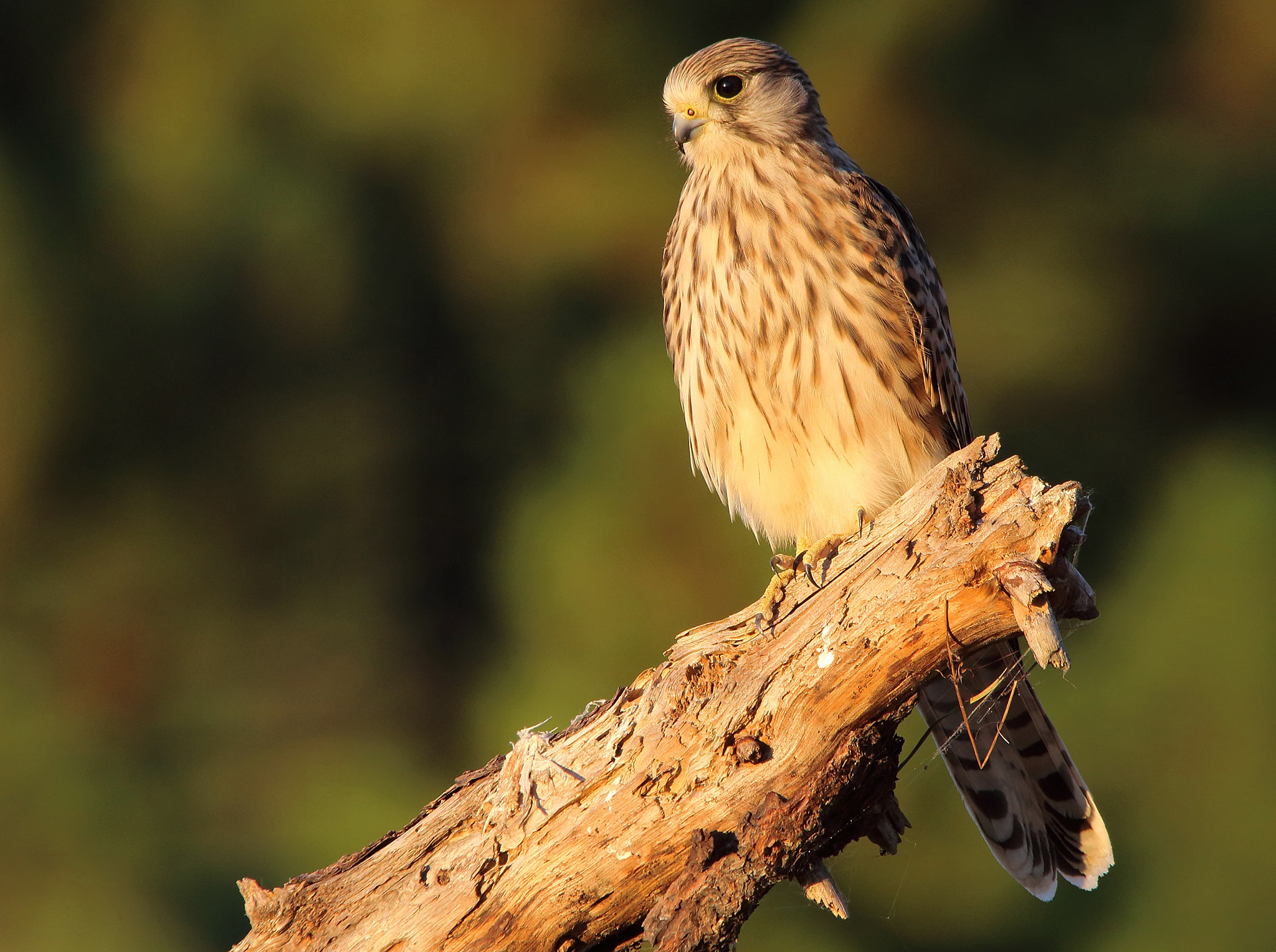 Sigma 150-500mm F5-6.3 DG OS HSM sample photo. Kestrel, gheppio photography