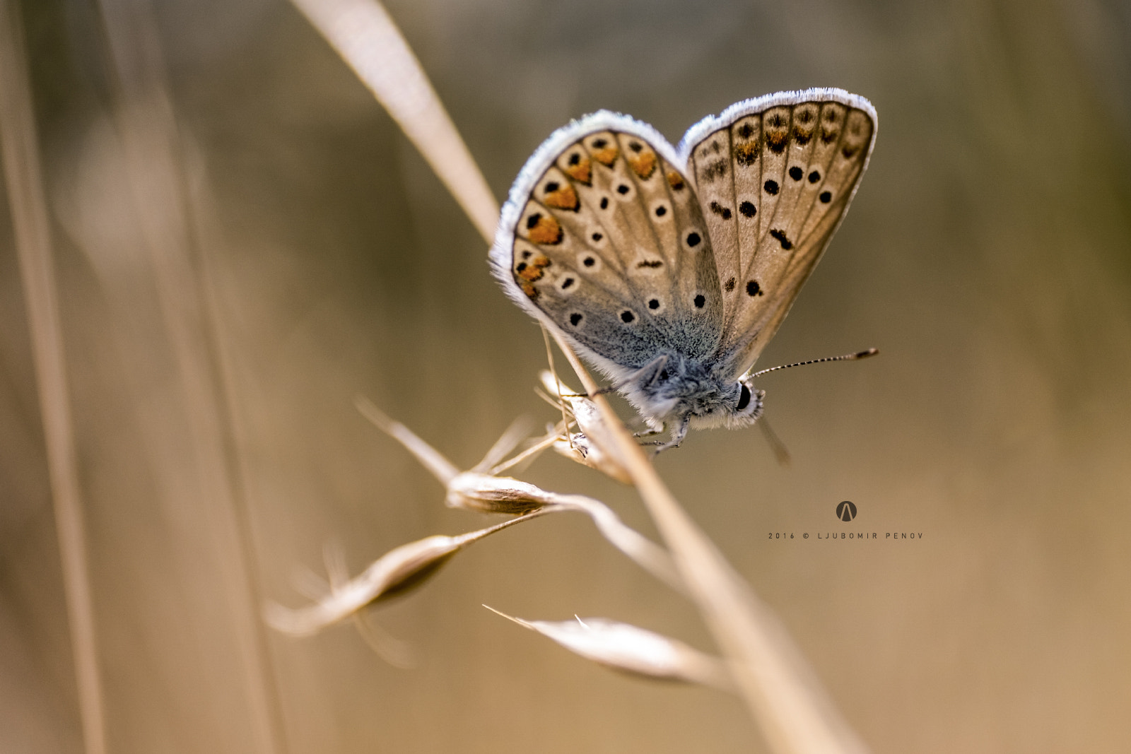 ZEISS Touit 50mm F2.8 sample photo. Butterfly 8 photography