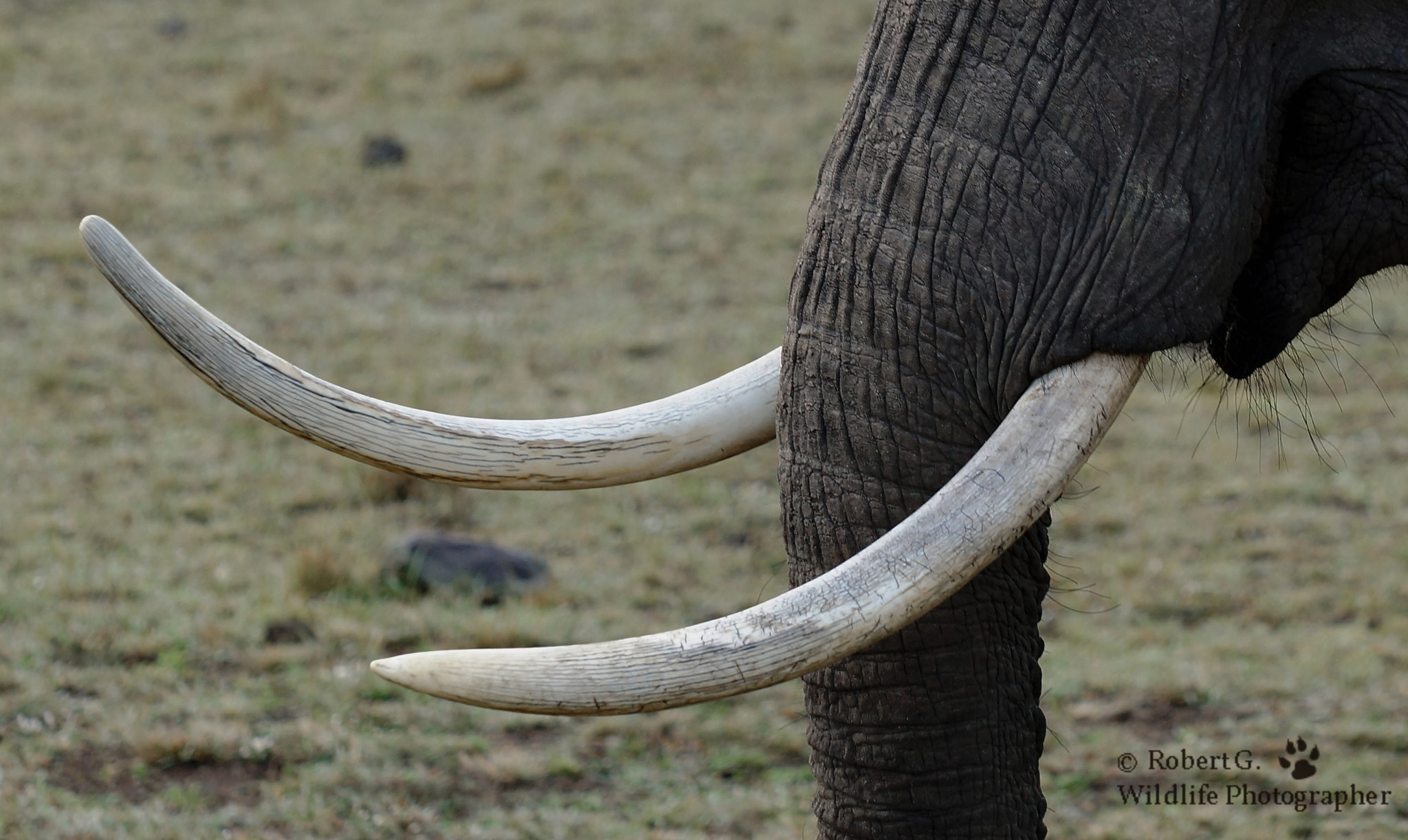 Minolta/Sony AF 70-200mm F2.8 G sample photo. Tusks photography