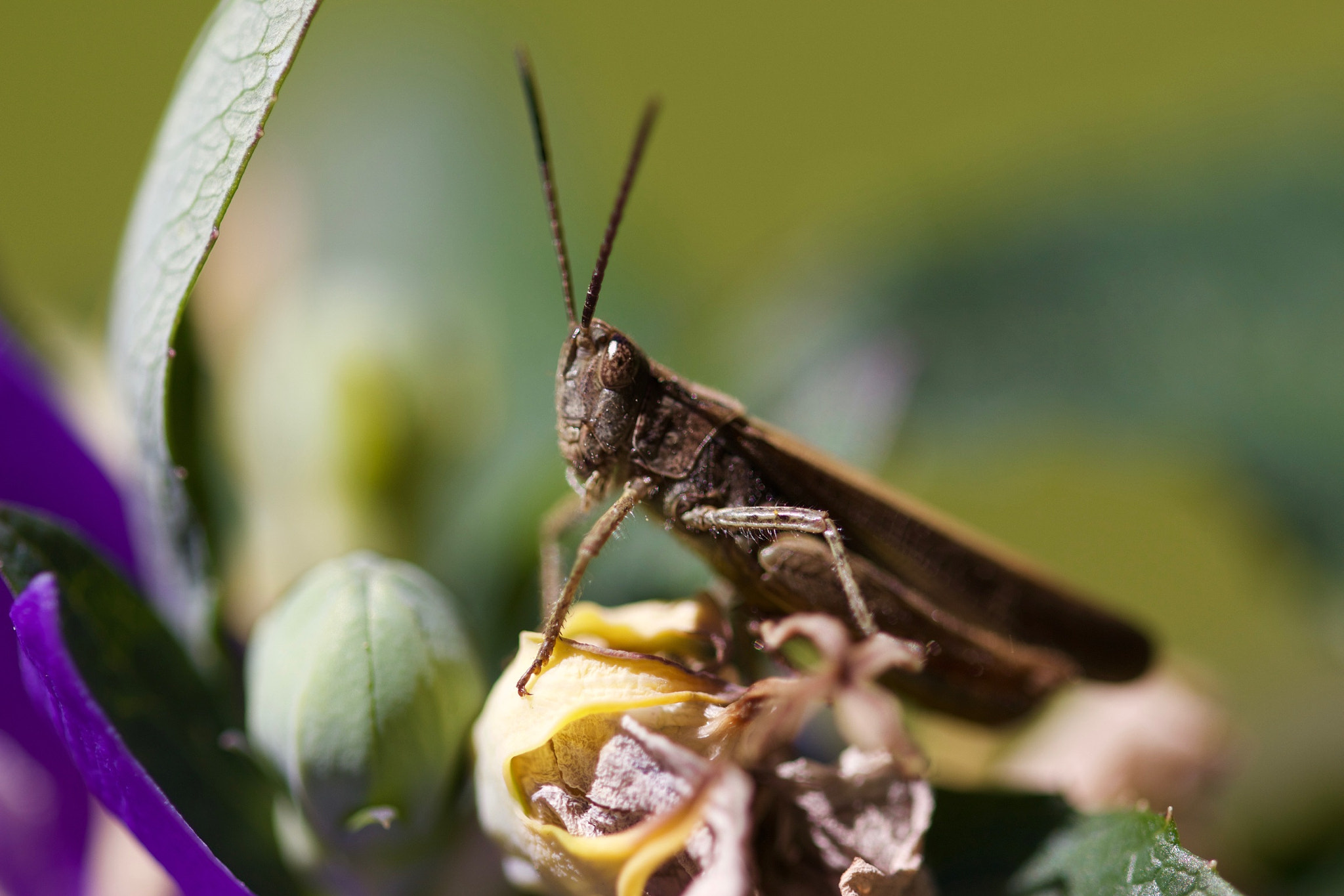 Canon EOS 650D (EOS Rebel T4i / EOS Kiss X6i) + Canon EF 100mm F2.8L Macro IS USM sample photo. Grasshopper photography