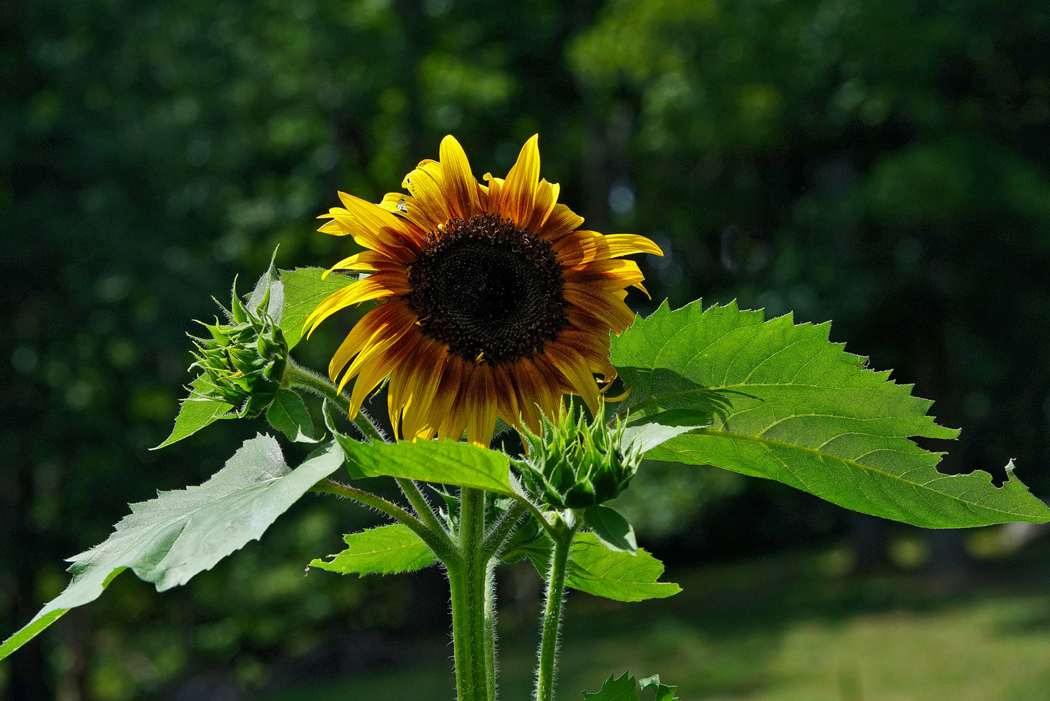 70-200mm F2.8 G SSM OSS II sample photo. G'morning sunshine! photography