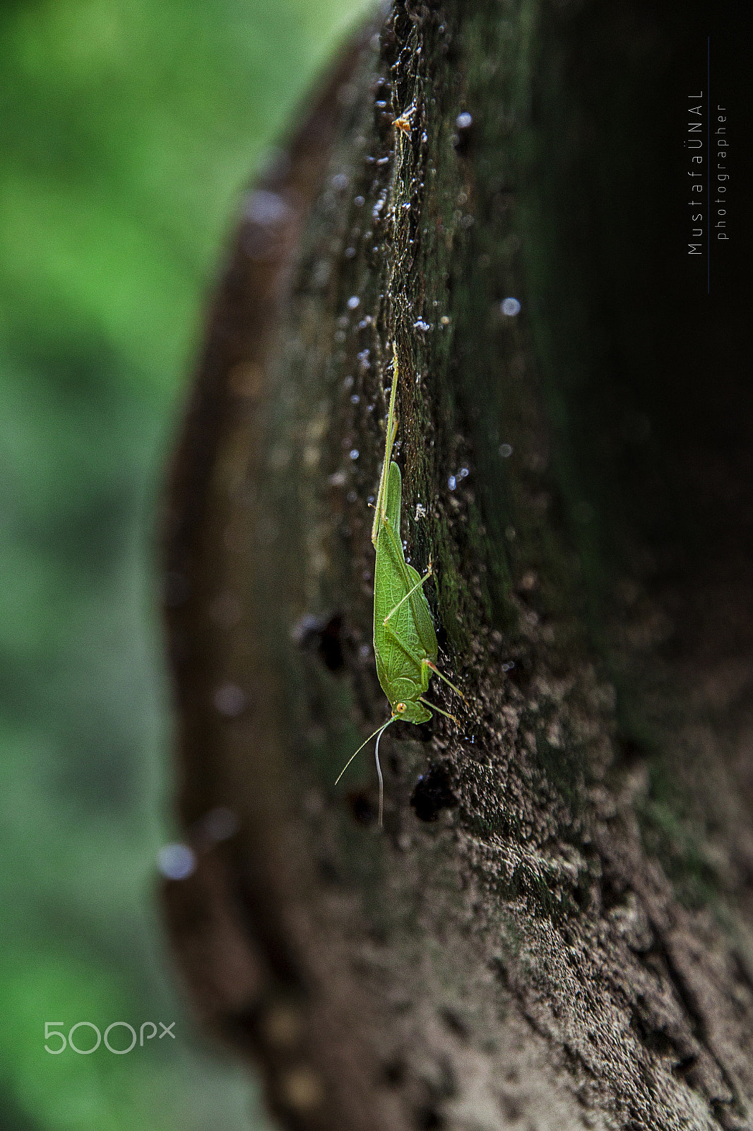 Sigma 18-200mm f/3.5-6.3 DC OS sample photo. Green and green photography