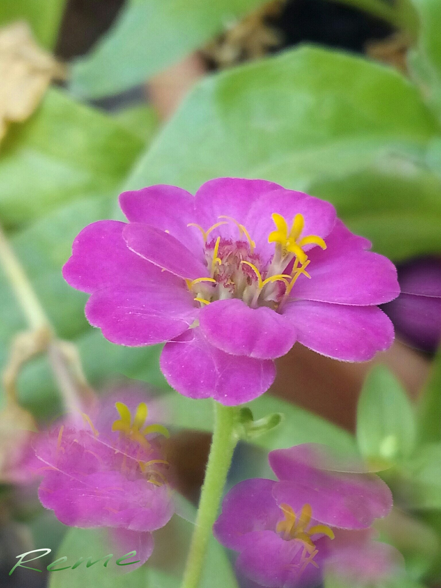 bq Aquaris E5 HD sample photo. Cinia photography