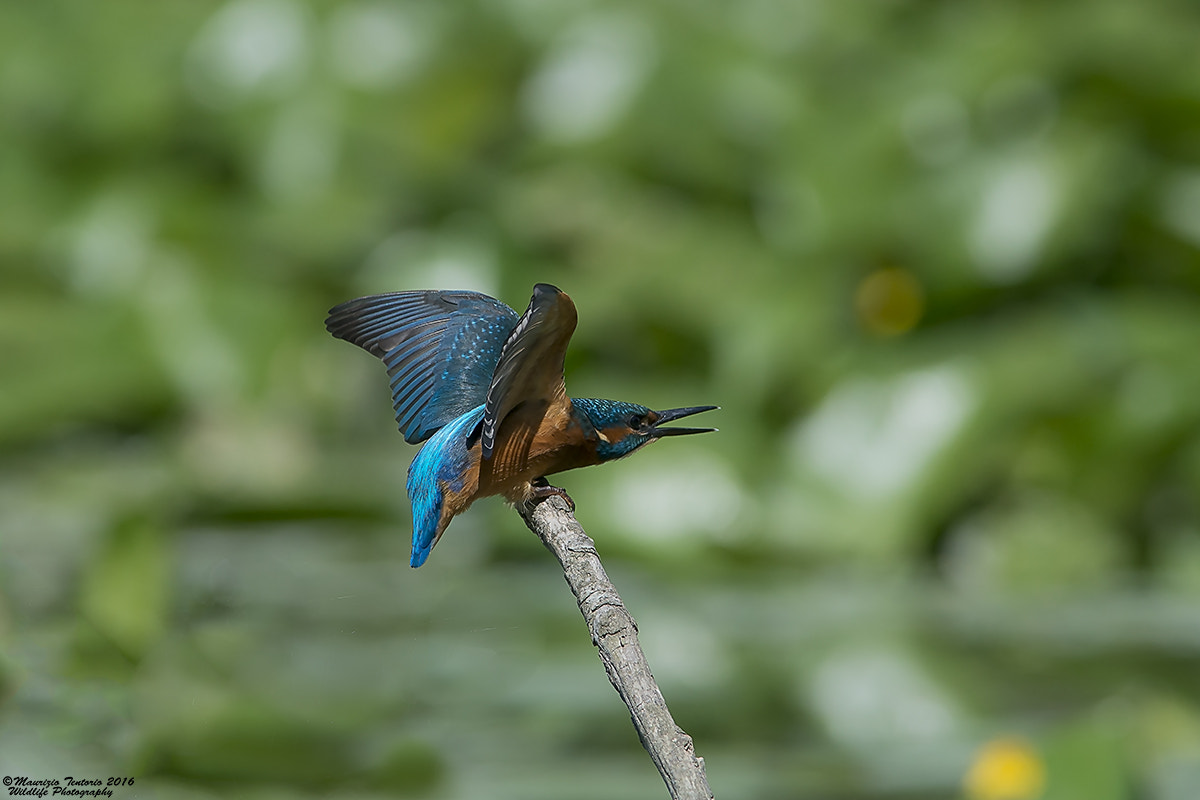 Nikon AF-S Nikkor 300mm F2.8G ED VR II sample photo. Martin pescatore alcedo atthis photography
