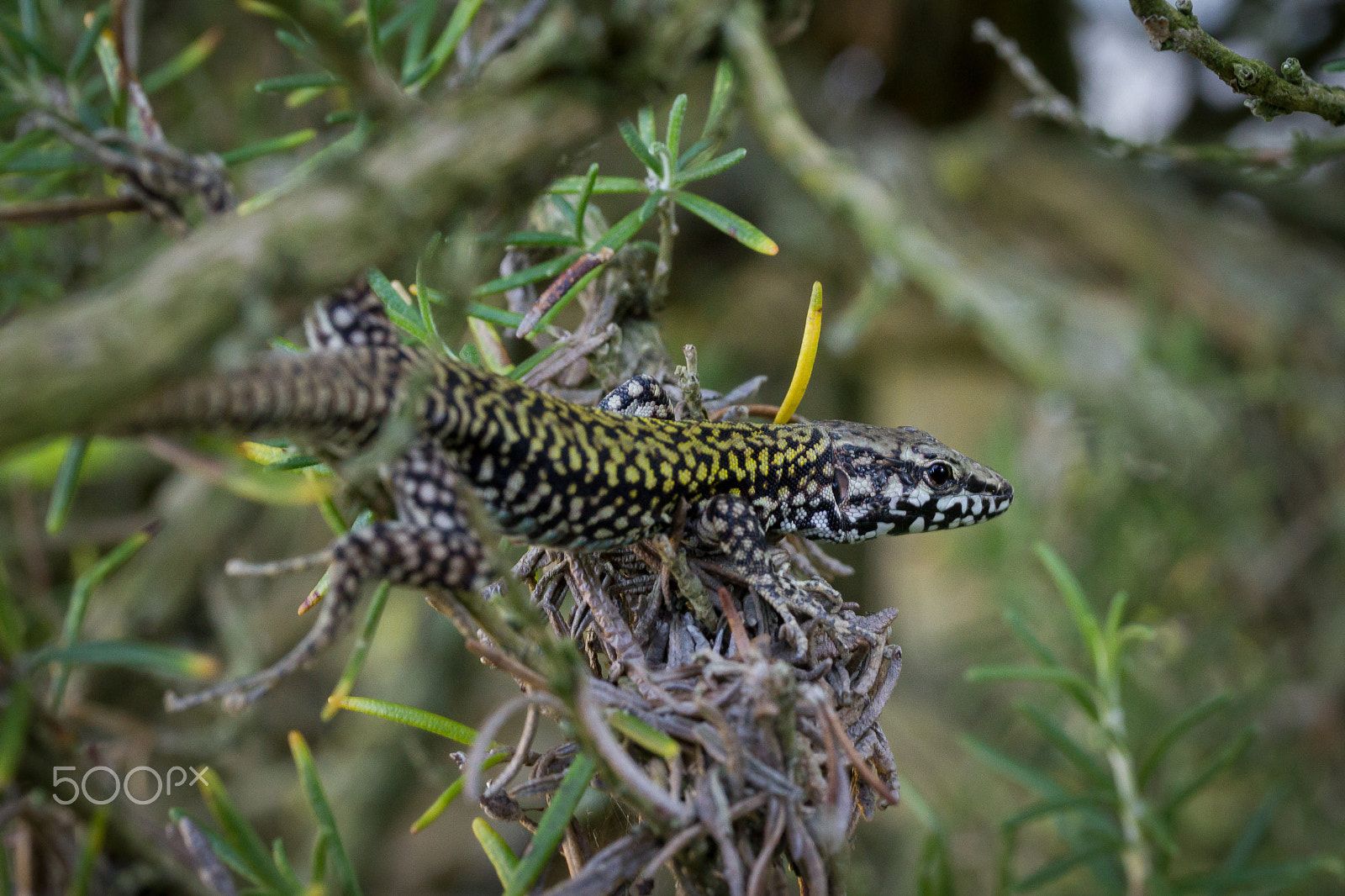 Canon EF-S 60mm F2.8 Macro USM sample photo. Lizard photography